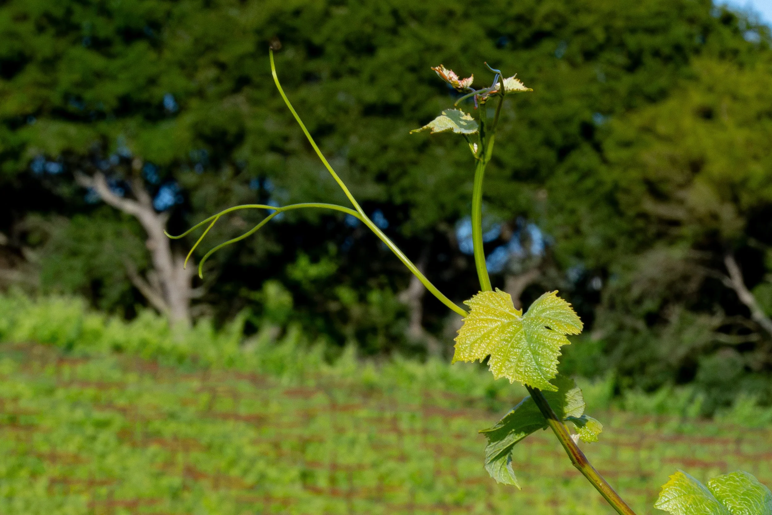DSC08738.jpg