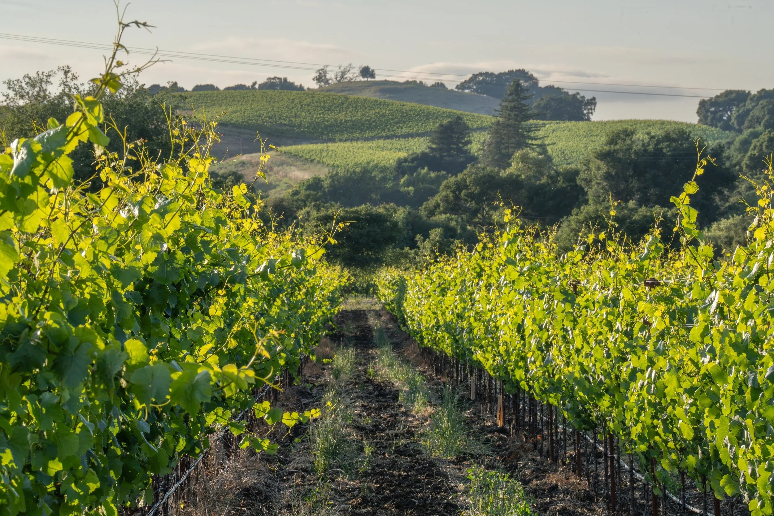 DSC08731.jpg