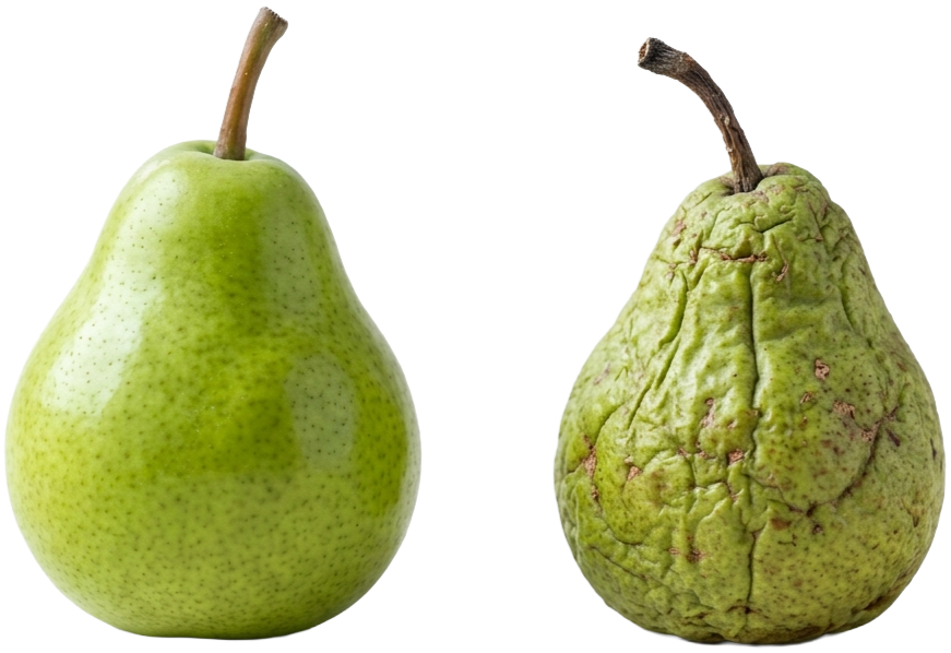 Two pears, one fresh and one rotten, side by side.