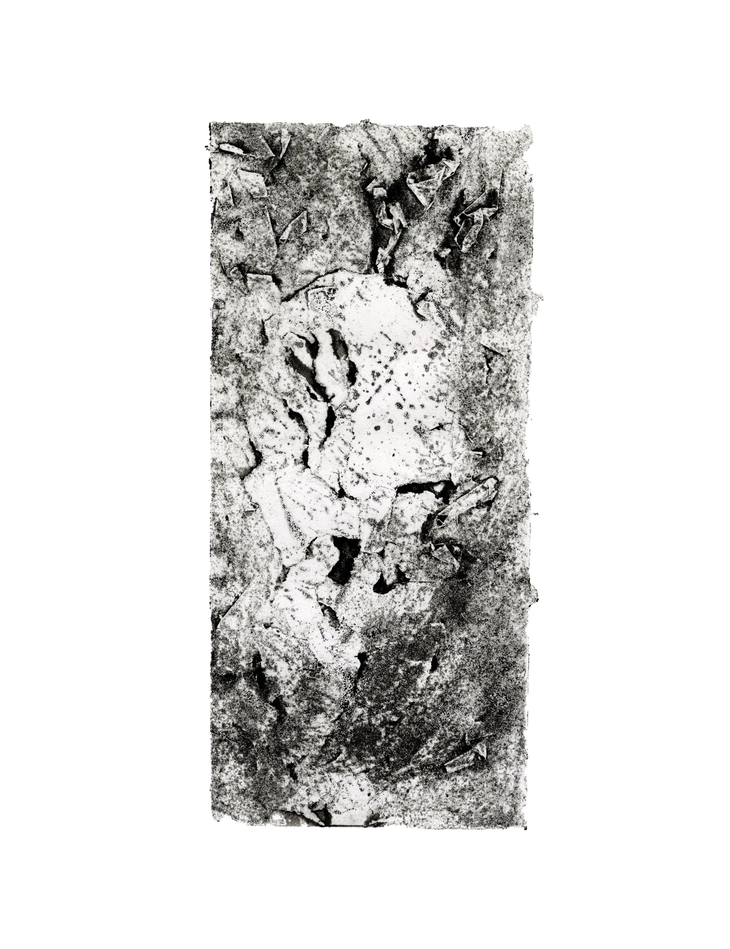 FOSSIL.jpg