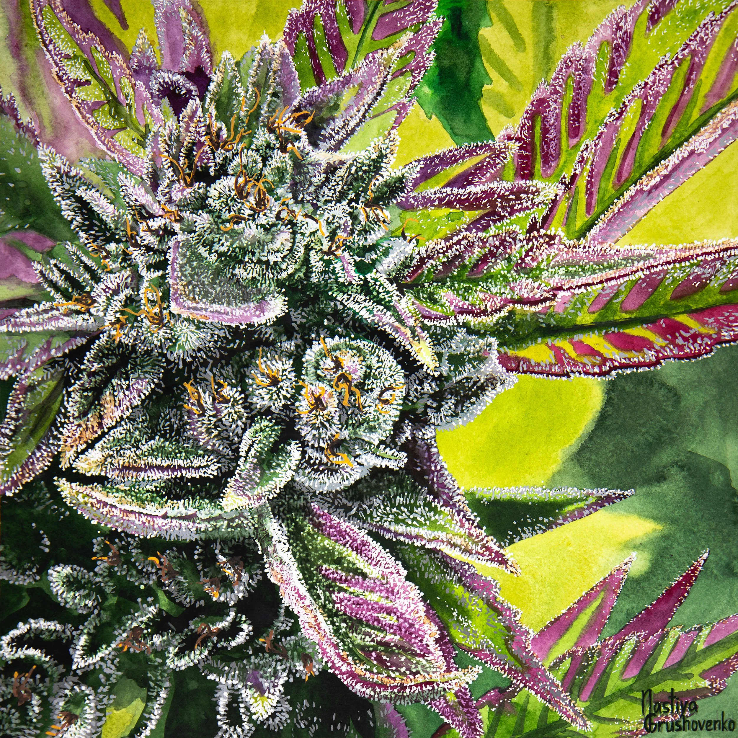 Royal Frost ORIGINAL