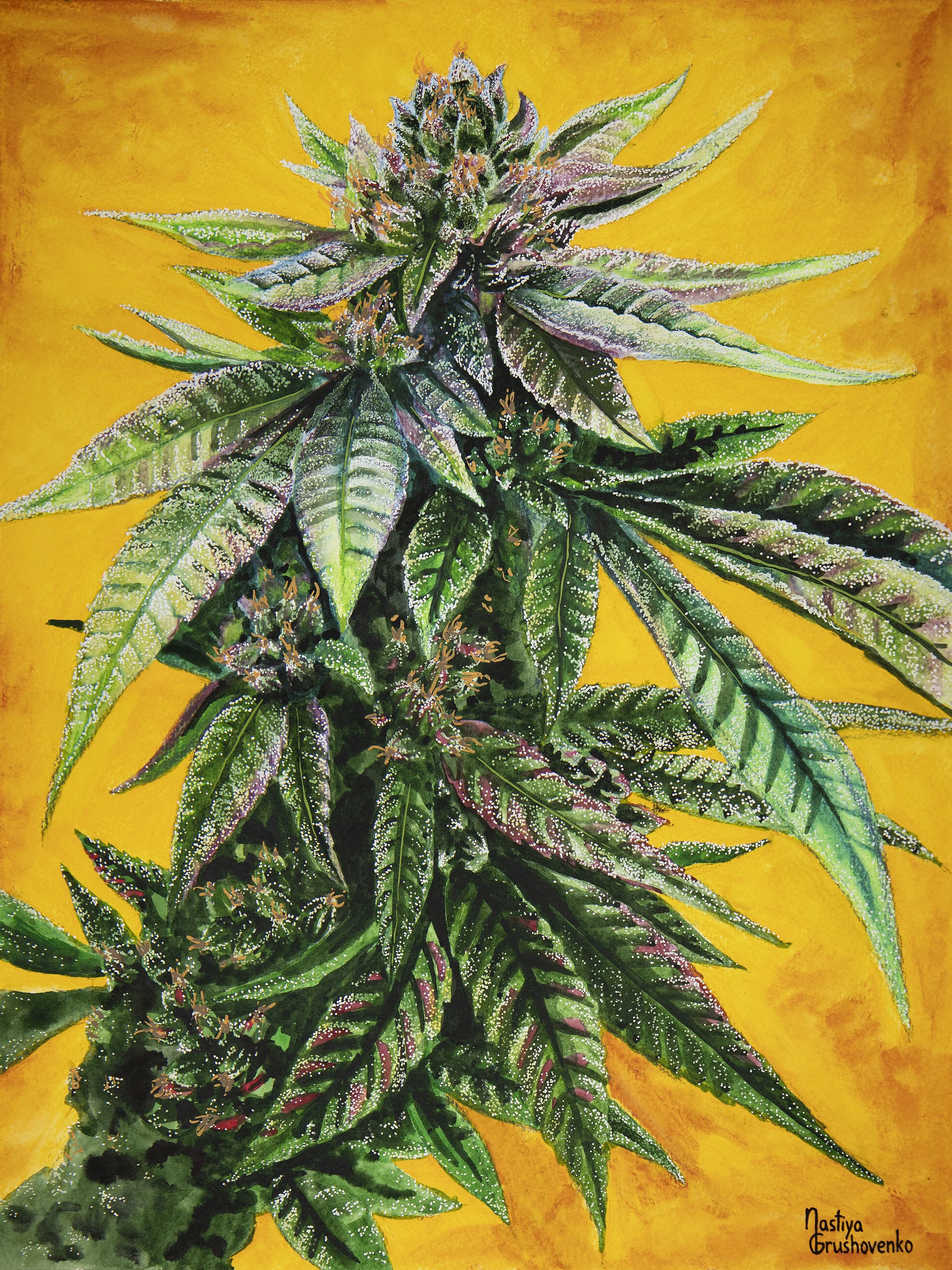 Yellow Weed.jpg