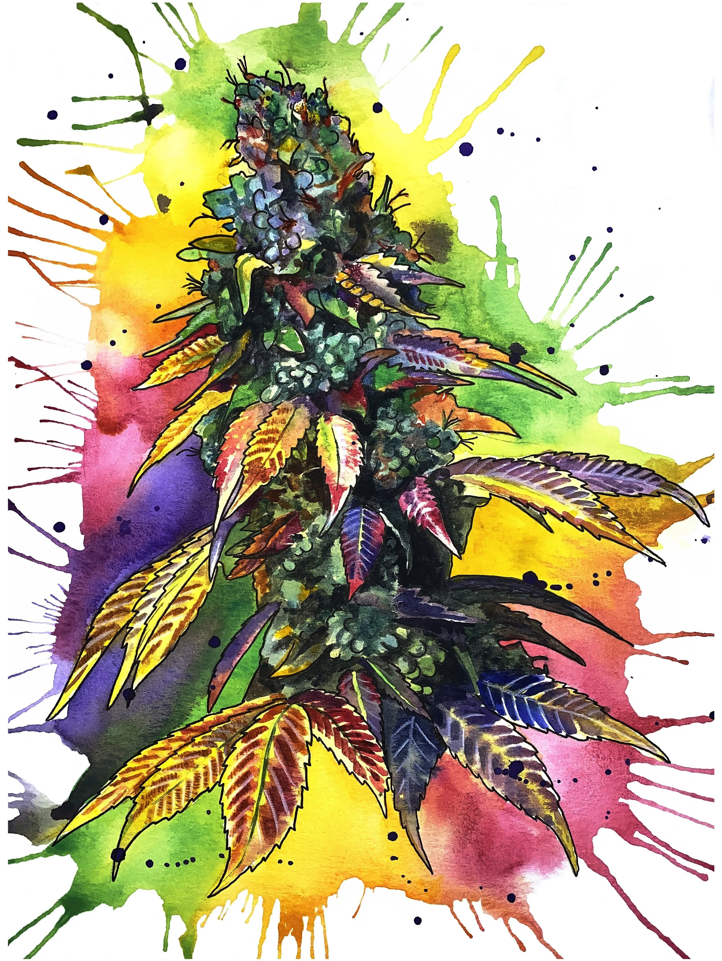 Rainbow Kush 12x16.jpg