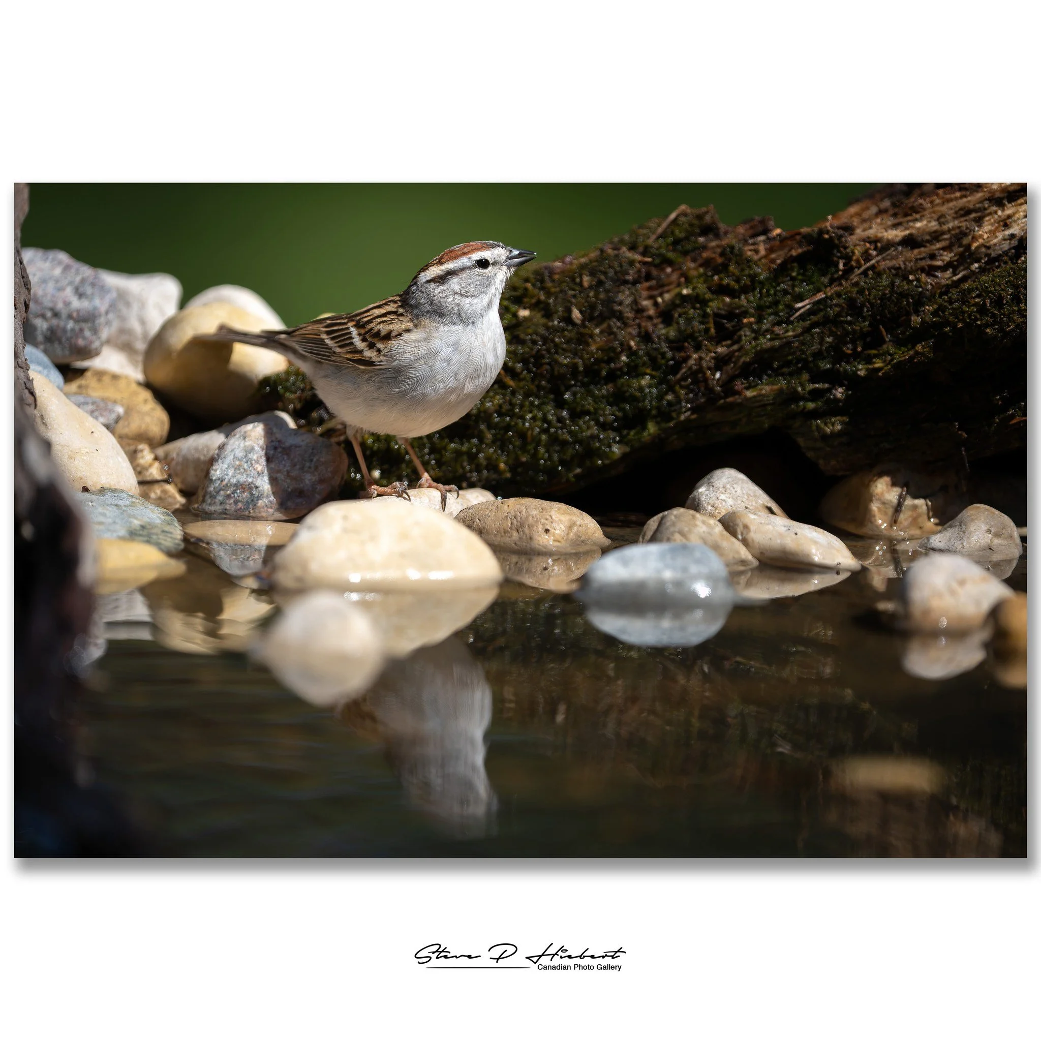 I finally had the chance to try out the small reflection pond I built in the backyard, and before long this little Chipping Sparrow stopped in to check it out. Tiny as they are, these sparrows migrate thousands of kilometers each year between their w