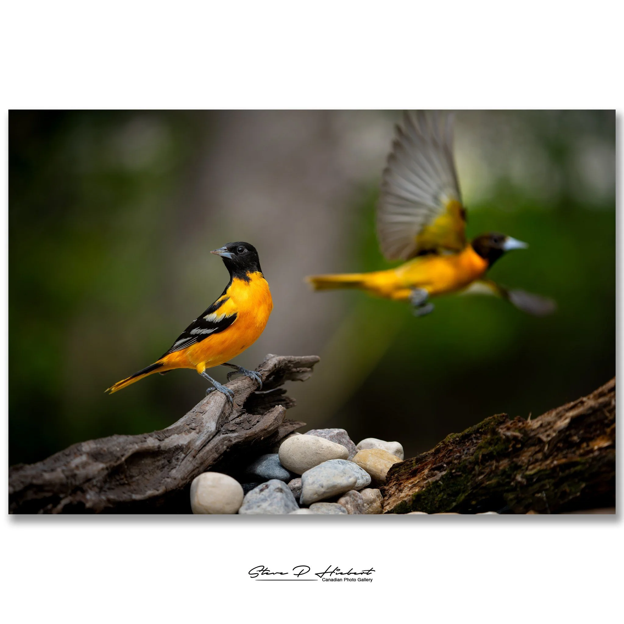 These Orioles didn&rsquo;t need dramatic light to stand out&hellip; their color did all the work.

That rich orange almost glows naturally, and fun fact: their bright feathers get their color from carotenoid pigments found in the foods they eat, simi