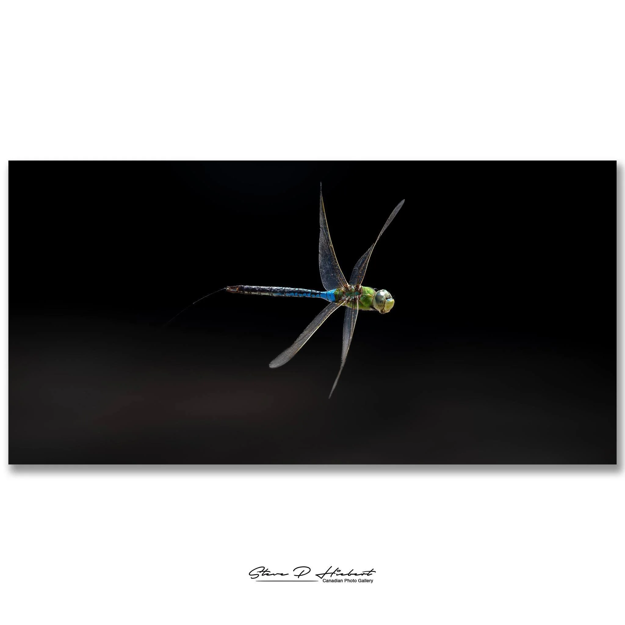 Sunday afternoon Dustin and I went to FortWhyte Alive looking for birds&hellip; but instead we found ourselves chasing dragonflies around and getting completely dizzy trying to photograph them.

They may look small and effortless when they fly by, bu