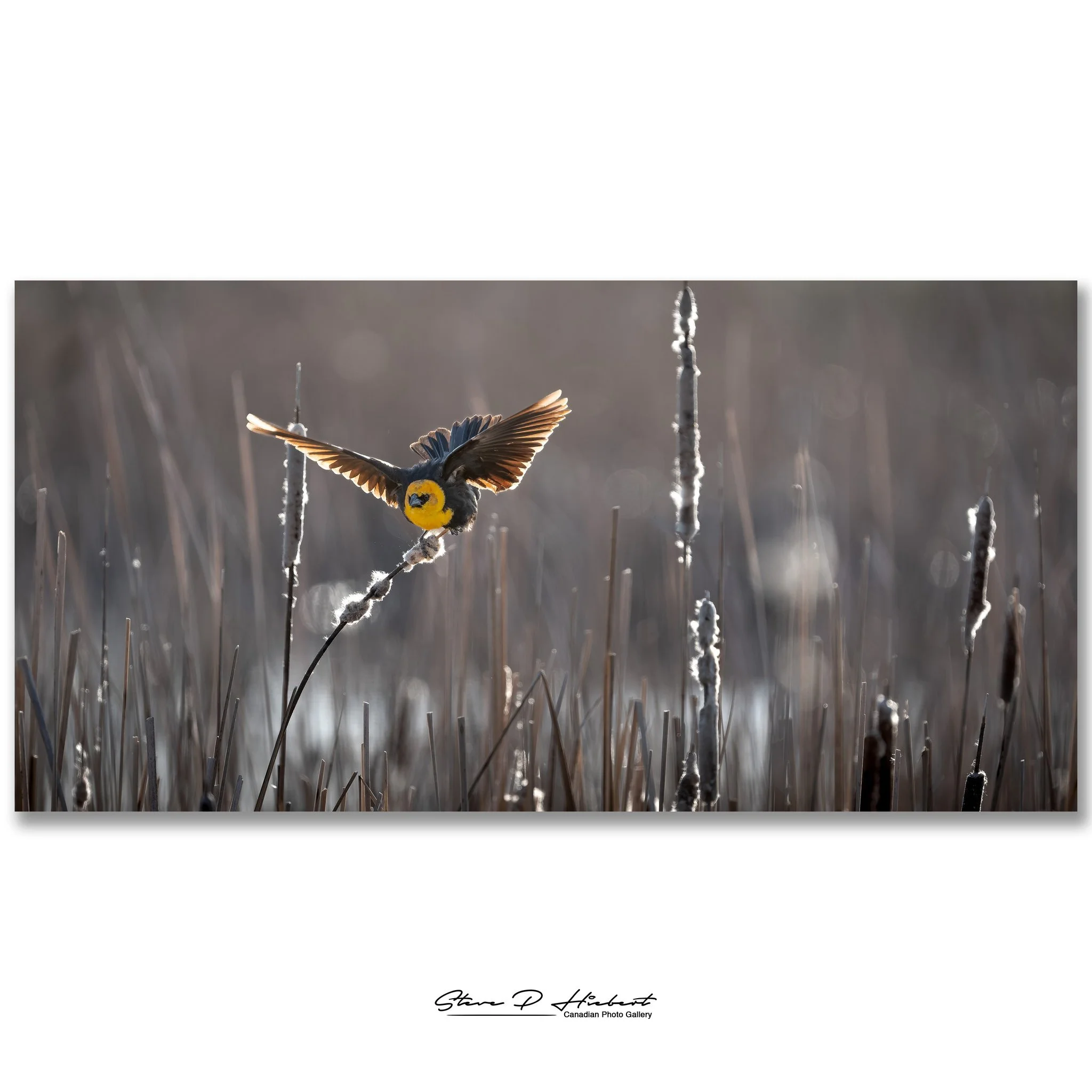 Went for a drive through the Kaleida marsh area the other evening and, as usual, you never know what you&rsquo;re going to find out there. I did spot a White-faced Ibis, but most of my evening ended up focused on these Yellow-headed Blackbirds.

I ca