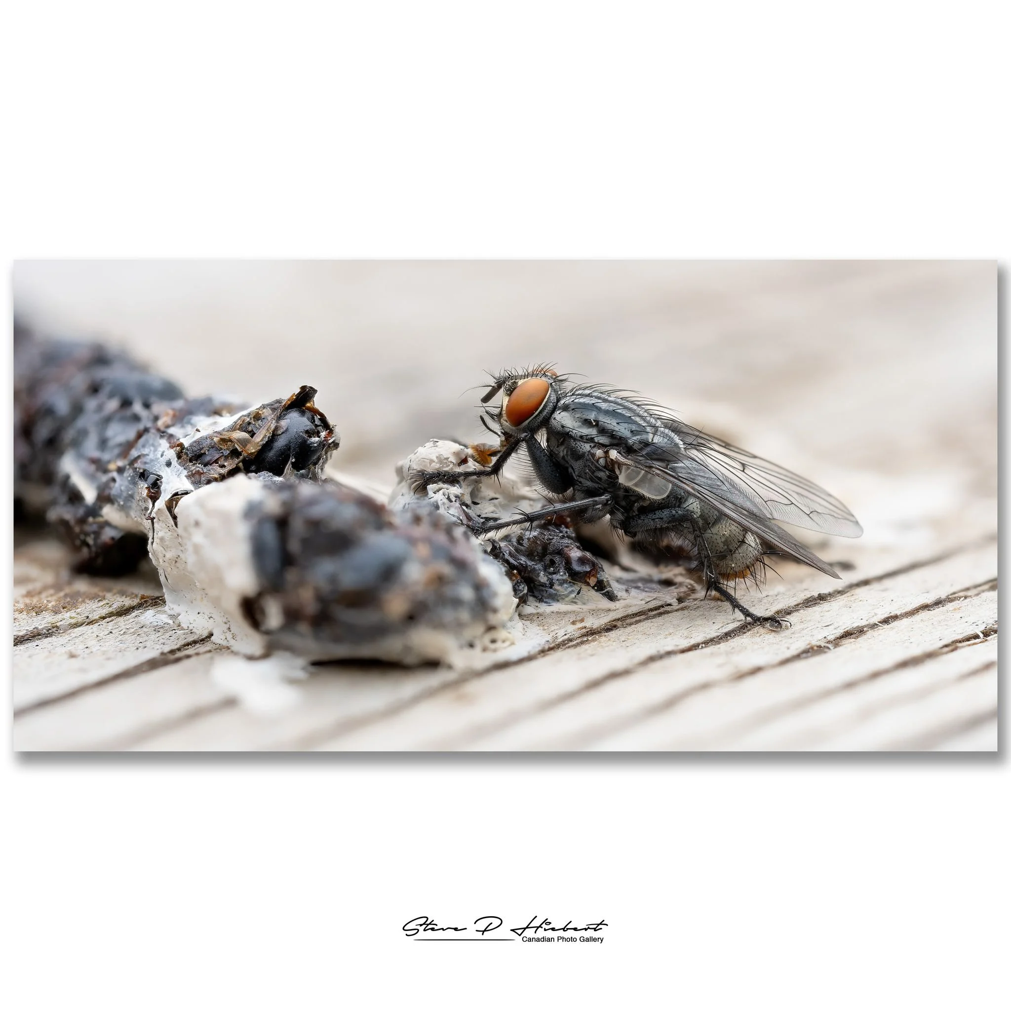 Not every wildlife photo involves majestic eagles and breathtaking sunsets...
Sometimes it involves lying on a deck photographing a fly enjoying a fresh pile of bird poop. 🤣

The closer I looked, the more amazed I became. Those giant compound eyes, 