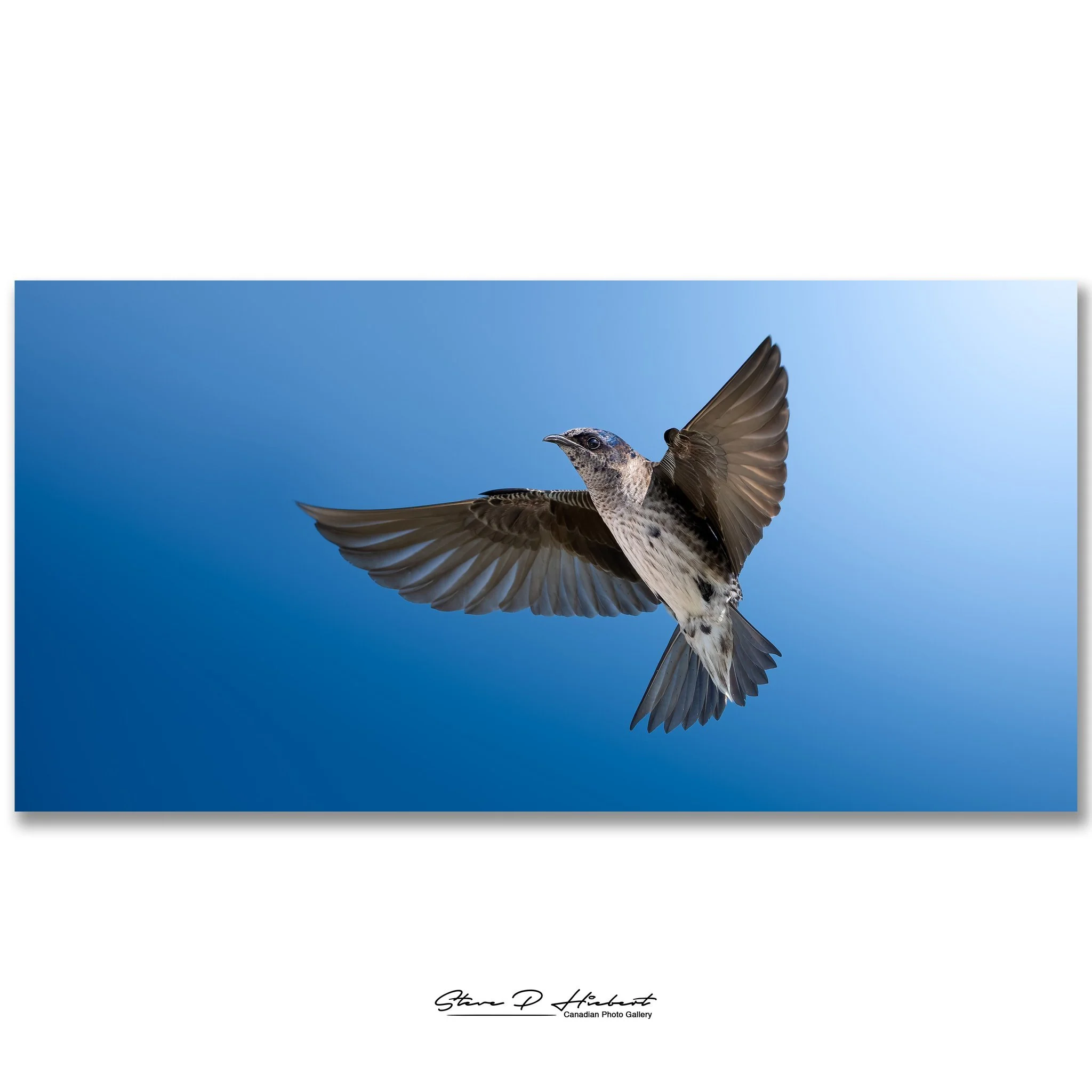 A couple of weekends ago I spent some time watching Purple Martins flying back and forth to their nesting boxes, and I have to admit... they were far more entertaining than I expected.

These birds are aerial masters. They twist, dive, bank, and chan