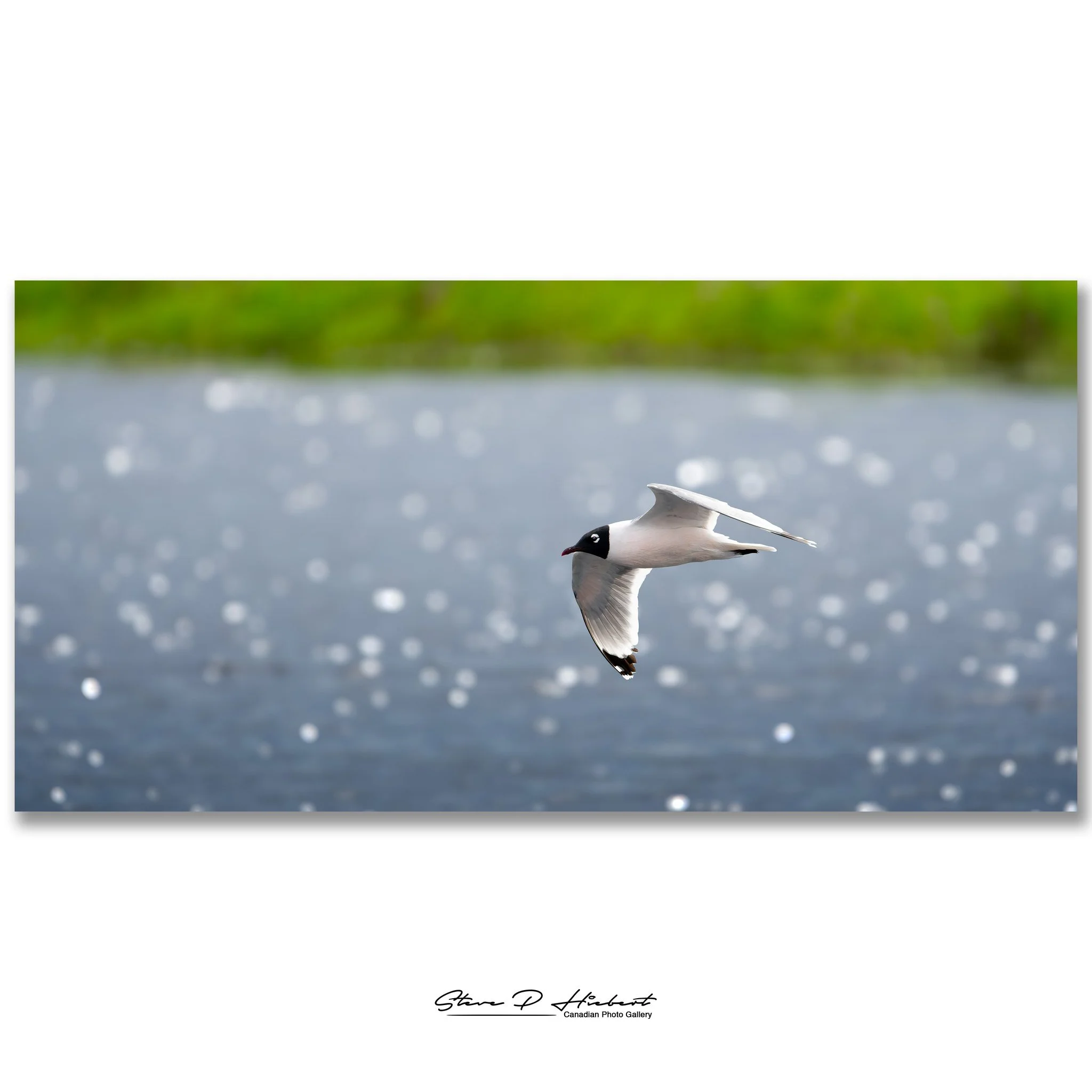Some images can't be forced. They have to be waited for.

I spent some time watching these gulls glide over the water, completely at home in the sky. They barely seemed to flap their wings, instead letting the wind do much of the work as they banked 