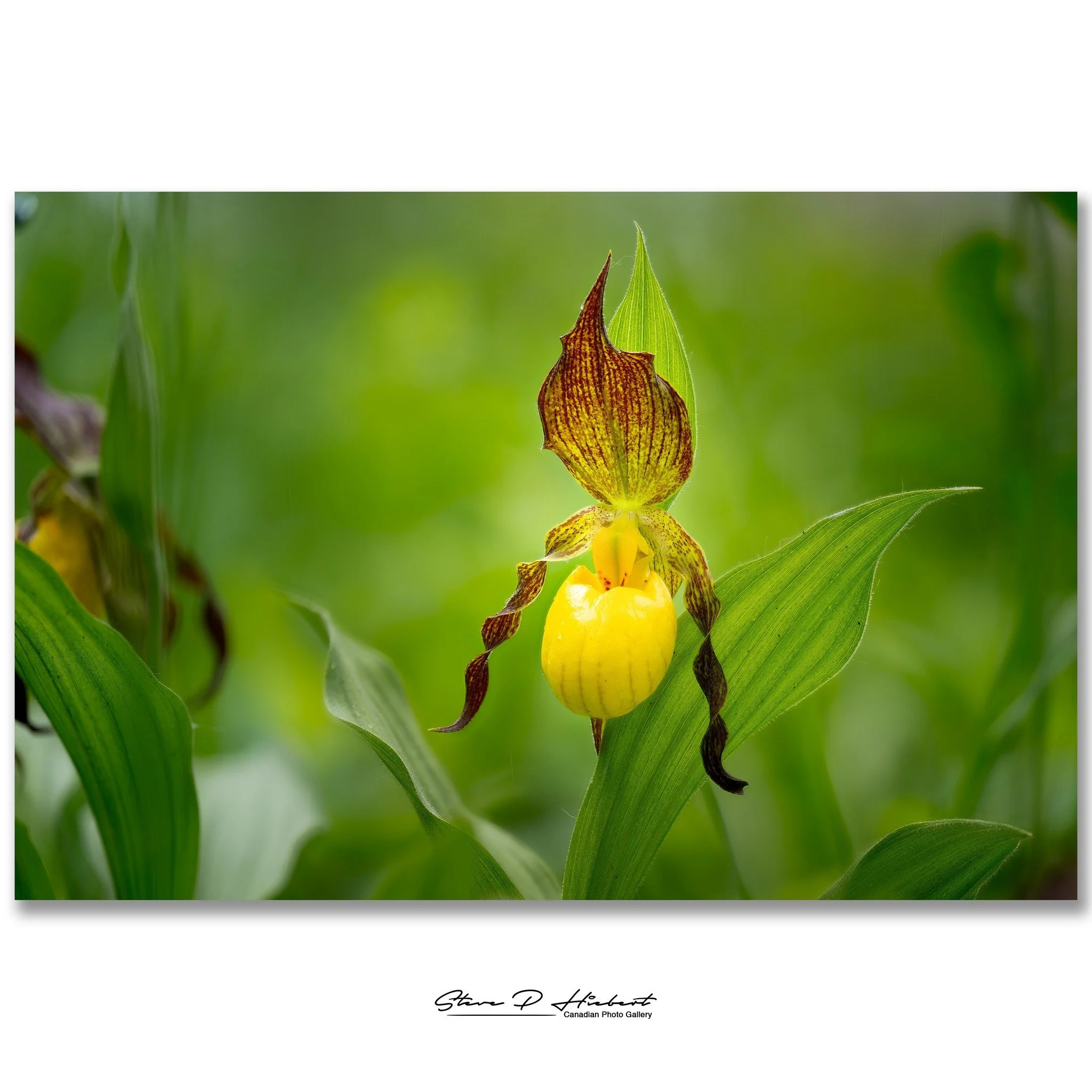 Rainy skies and gloomy weather today, so I thought I'd add a little color to the feed.

Lady's Slippers are one of the most unique flowers you'll find in Manitoba. Every time I come across one, I end up spending far more time photographing it than I 