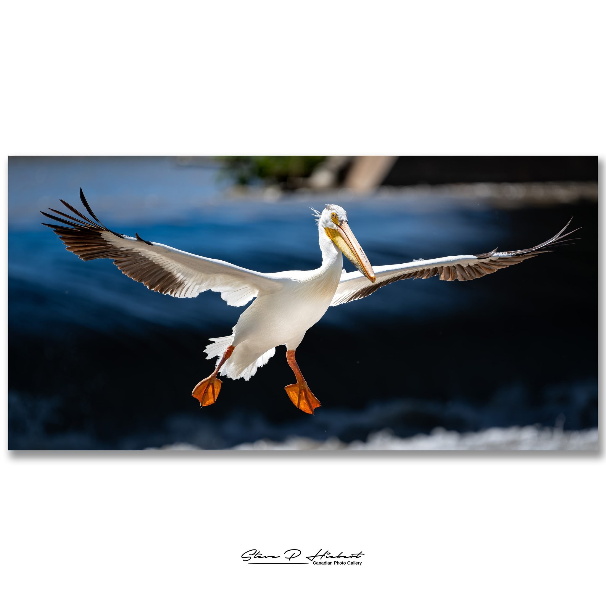 Yesterday afternoon I ended up in Lockport with Doug Friesen to photograph pelicans.

I'll be honest, they're probably not the first bird most people think of when they hear the word "beautiful." But once they leave the water and take to th