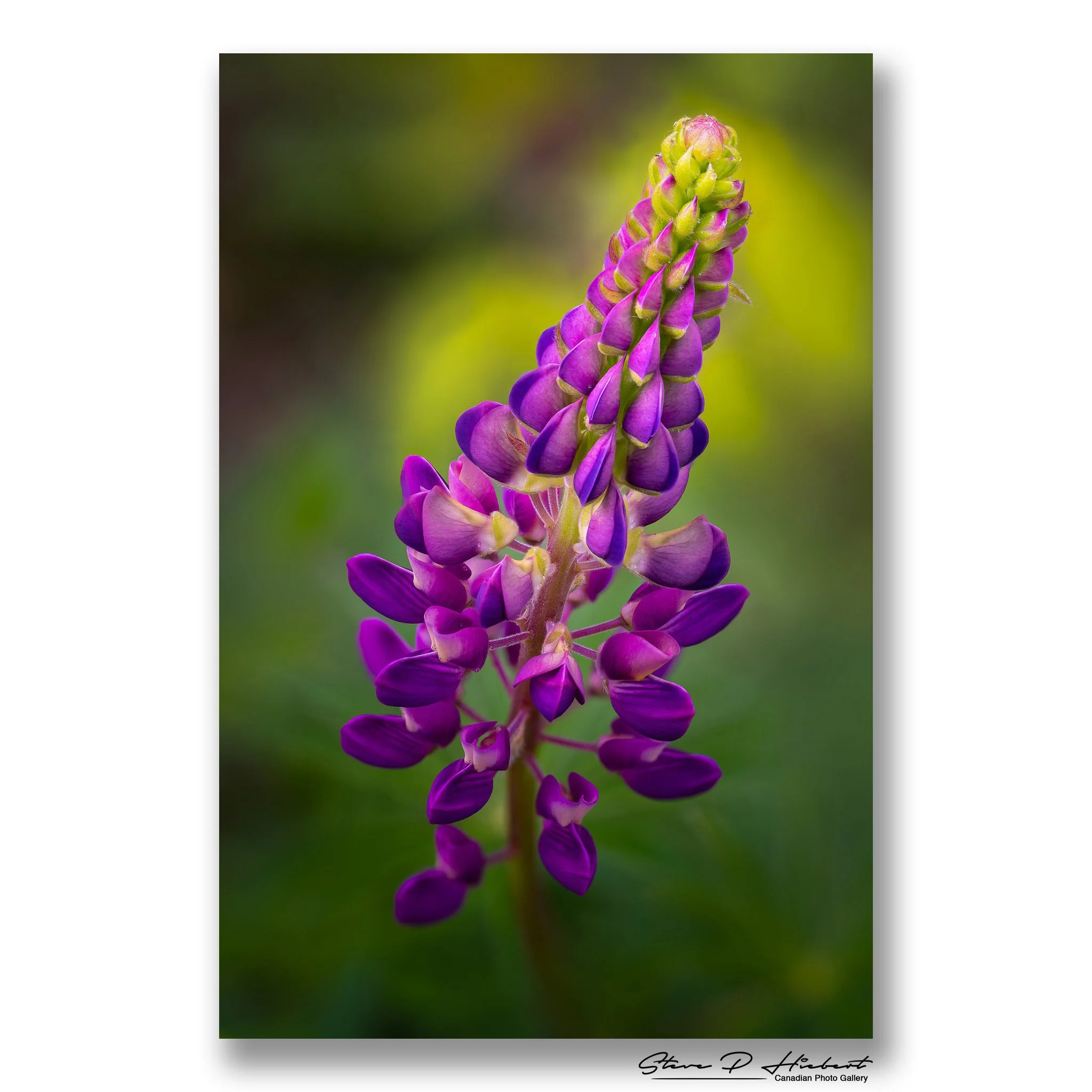 Rainy. Cool. Gray.

Not exactly the kind of weather that gets most people excited to head outside, but for flower photography it's almost perfect.

Soft cloud cover acts like a giant diffuser, allowing colors and details to stand out without the hars