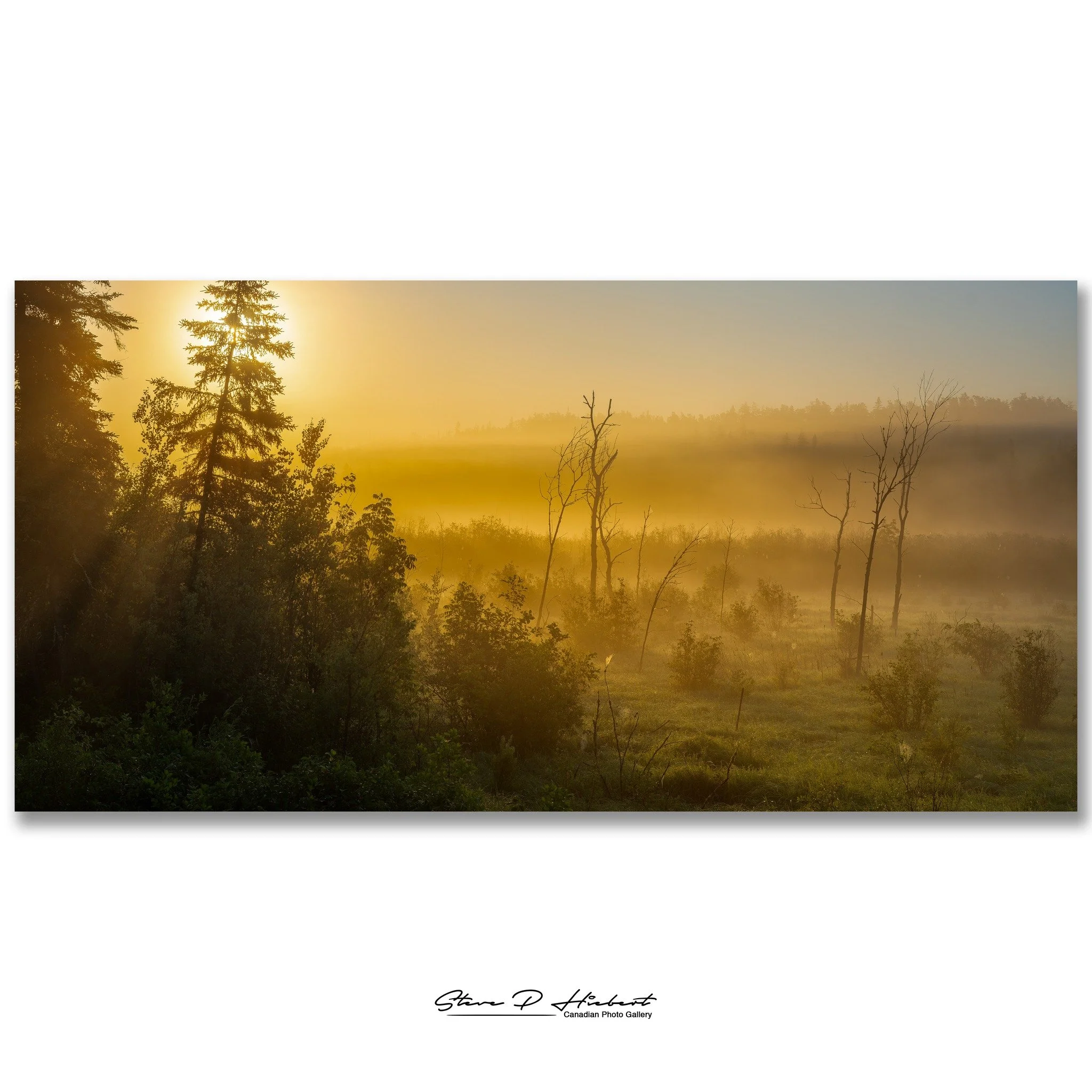 Some mornings don't need words.

The forest was wrapped in mist, the birds were just beginning to sing, and the first rays of sunlight quietly filtered through the trees.
Nothing about it was loud.

It was simply peaceful.

Moments like these remind 