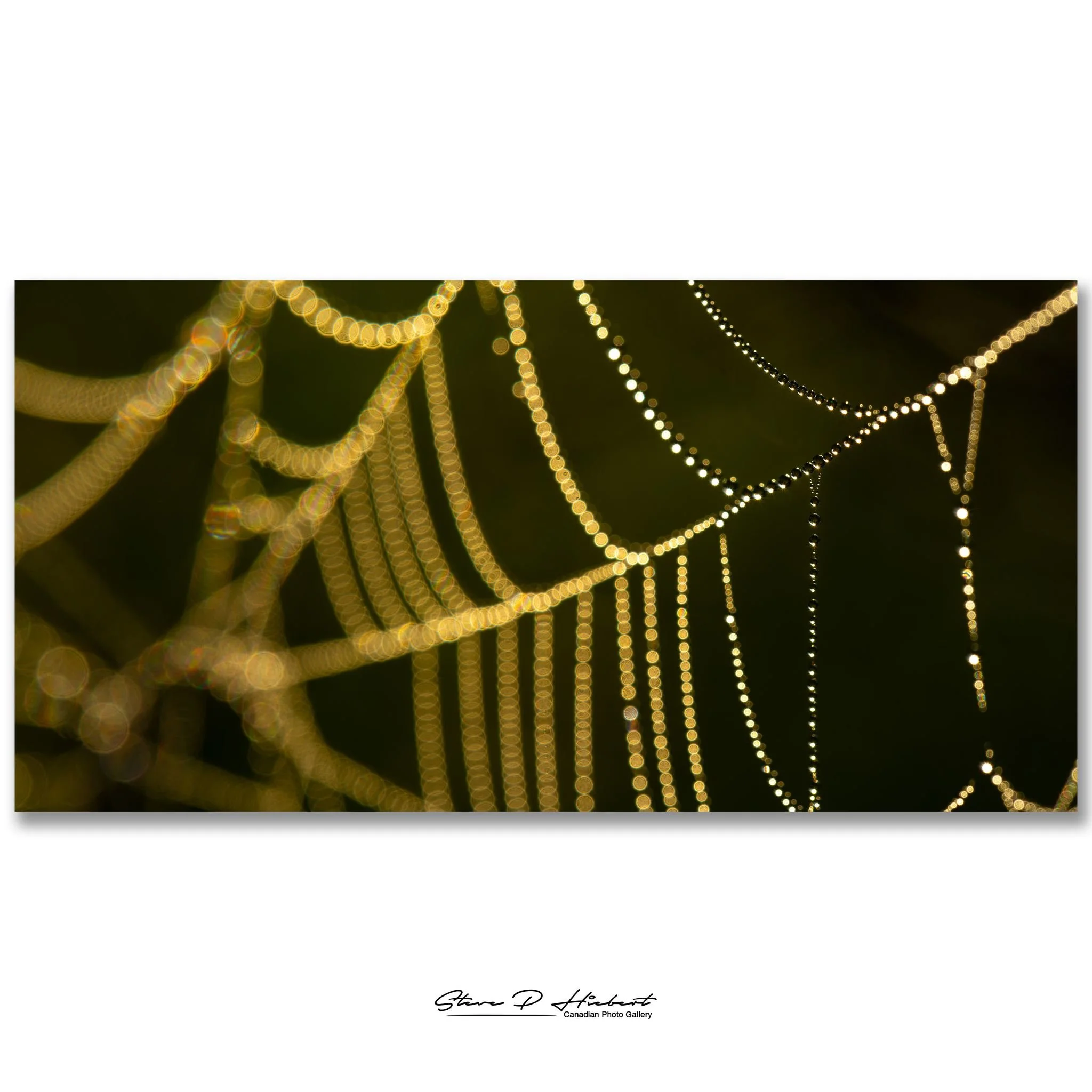 A little photographer question...

Same spider web.
Same morning.
Same light.

The only difference is the creative choice behind the image.
✨ #1 captures the warmth and glow of the morning.
🕸️ #2 reveals every strand and every tiny droplet.

If you 