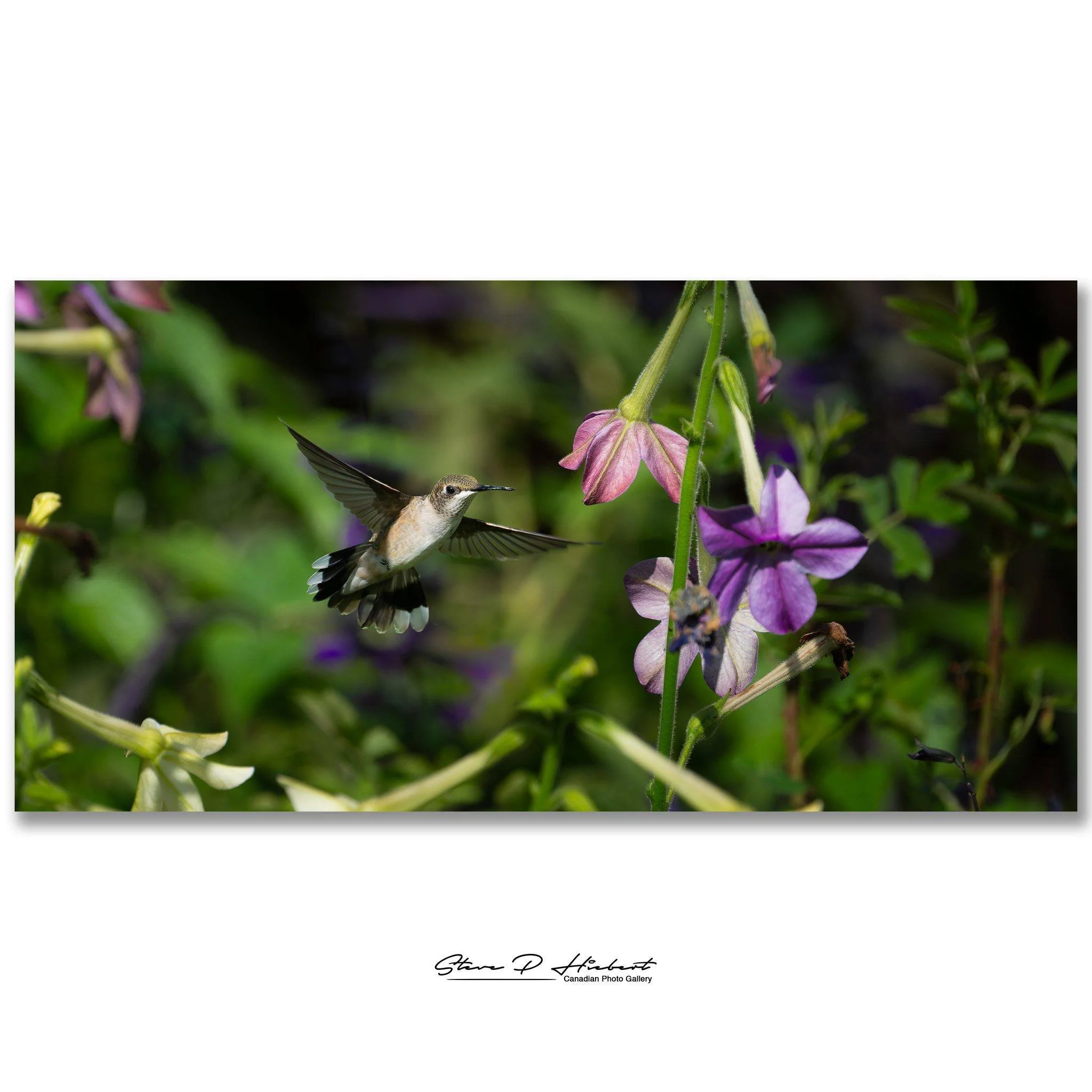 A couple of hours at the English Gardens in Assiniboine Park chasing Ruby-throated Hummingbirds is always time well spent.

Photographing these tiny birds is never easy. They move so fast that every sharp frame feels like a small victory.

What's eve
