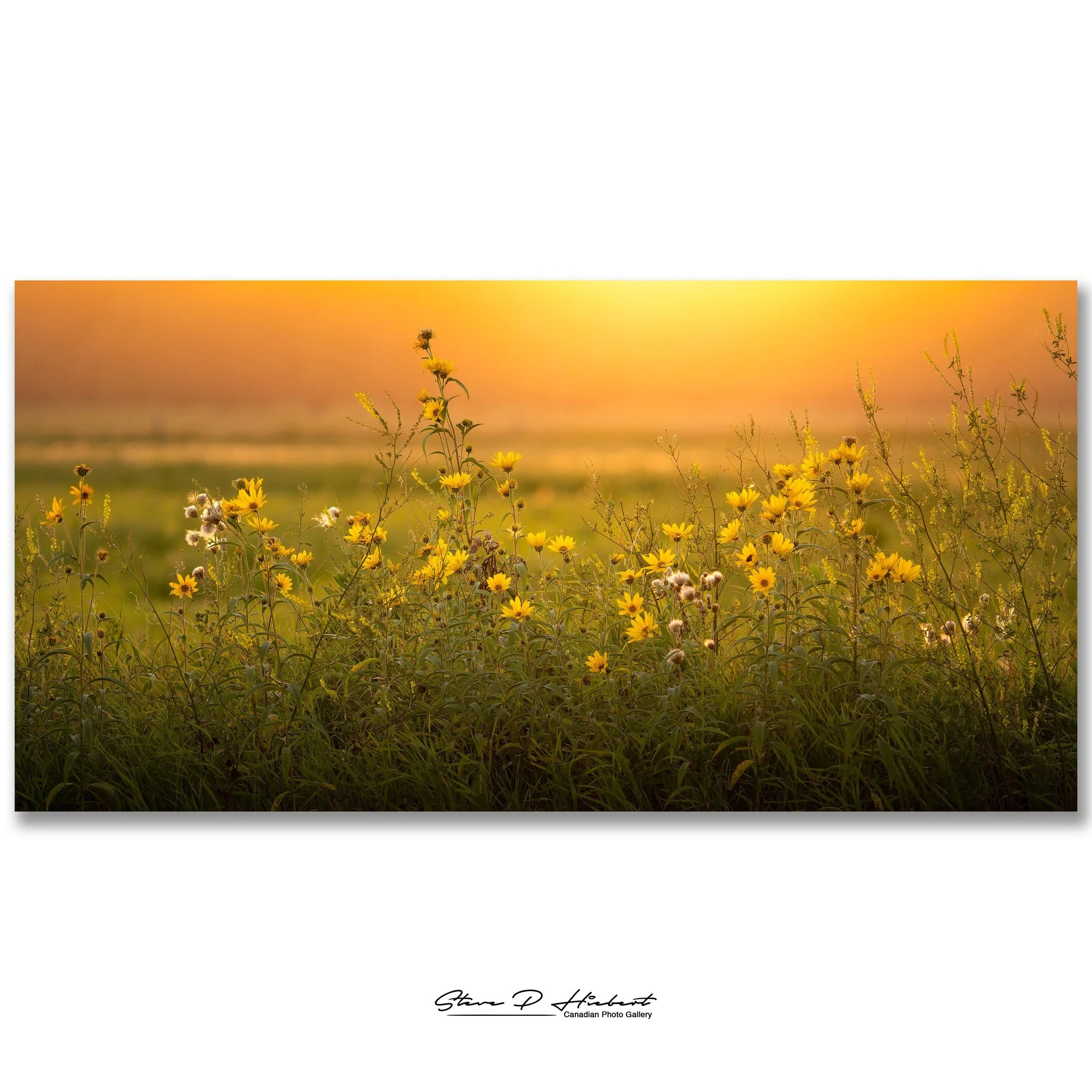 A quiet backroad. Wildflowers. Dust hanging in the evening air.

At first, it didn't look like there was much to photograph. But as harvest dust caught the last light of the day, the whole scene began to glow.

I stayed put and watched the light chan