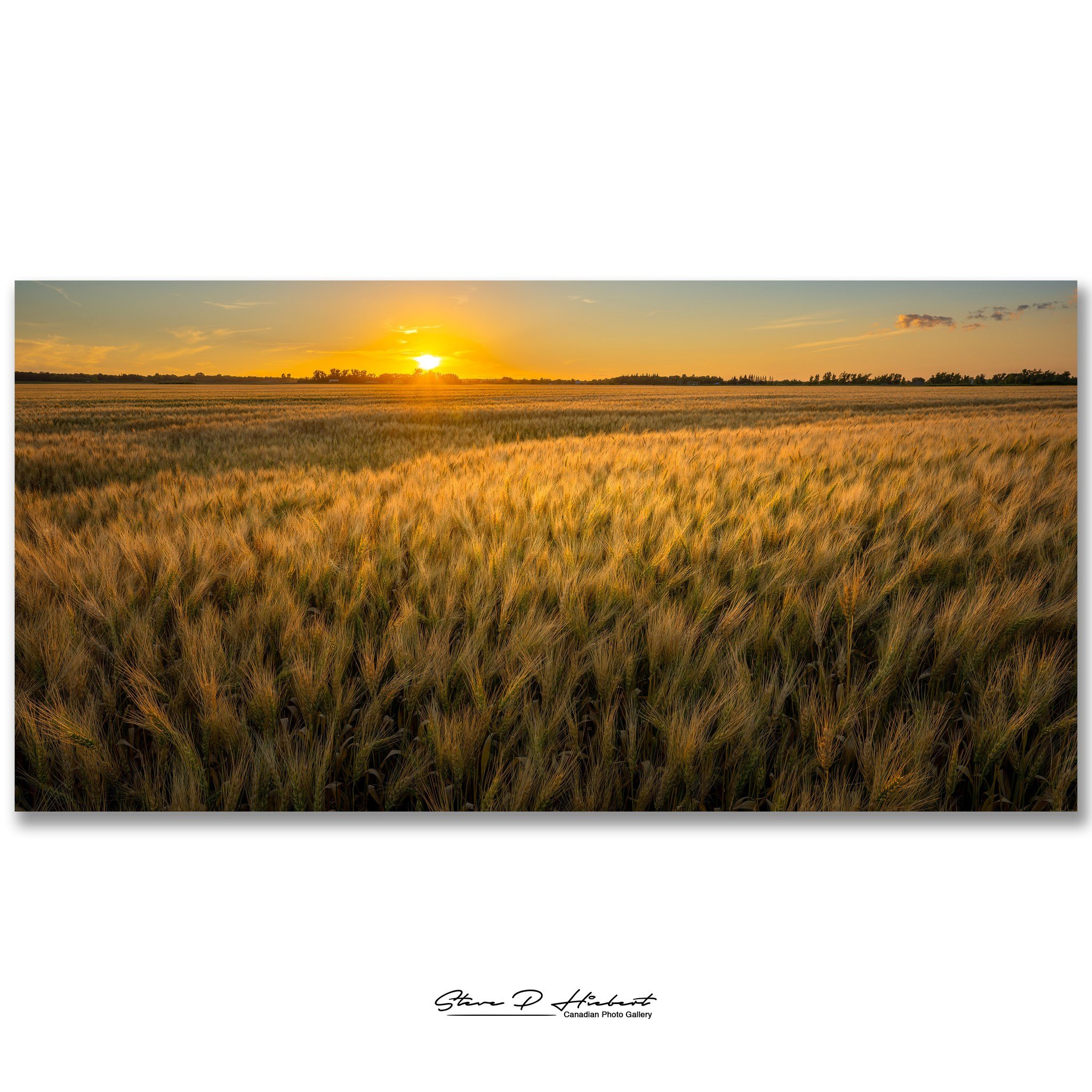 Golden fields. Warm evening light. Harvest season.

As the sun dipped toward the horizon, the grain lit up like gold. It was a simple moment, but one that speaks to months of hard work, long days, and the dedication of the farmers who make harvest po
