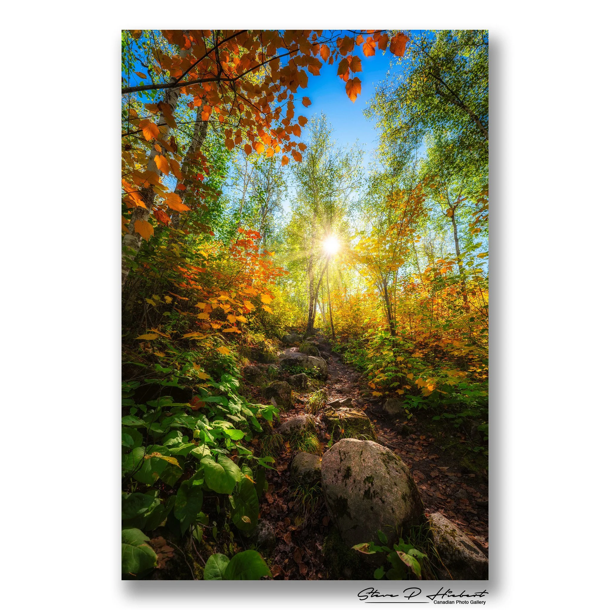 Sometimes the road less traveled gives the best results.

The morning light found its way through the forest and transformed this simple trail into something special. Moments like this remind me that some of the greatest beauty isn't always found on 