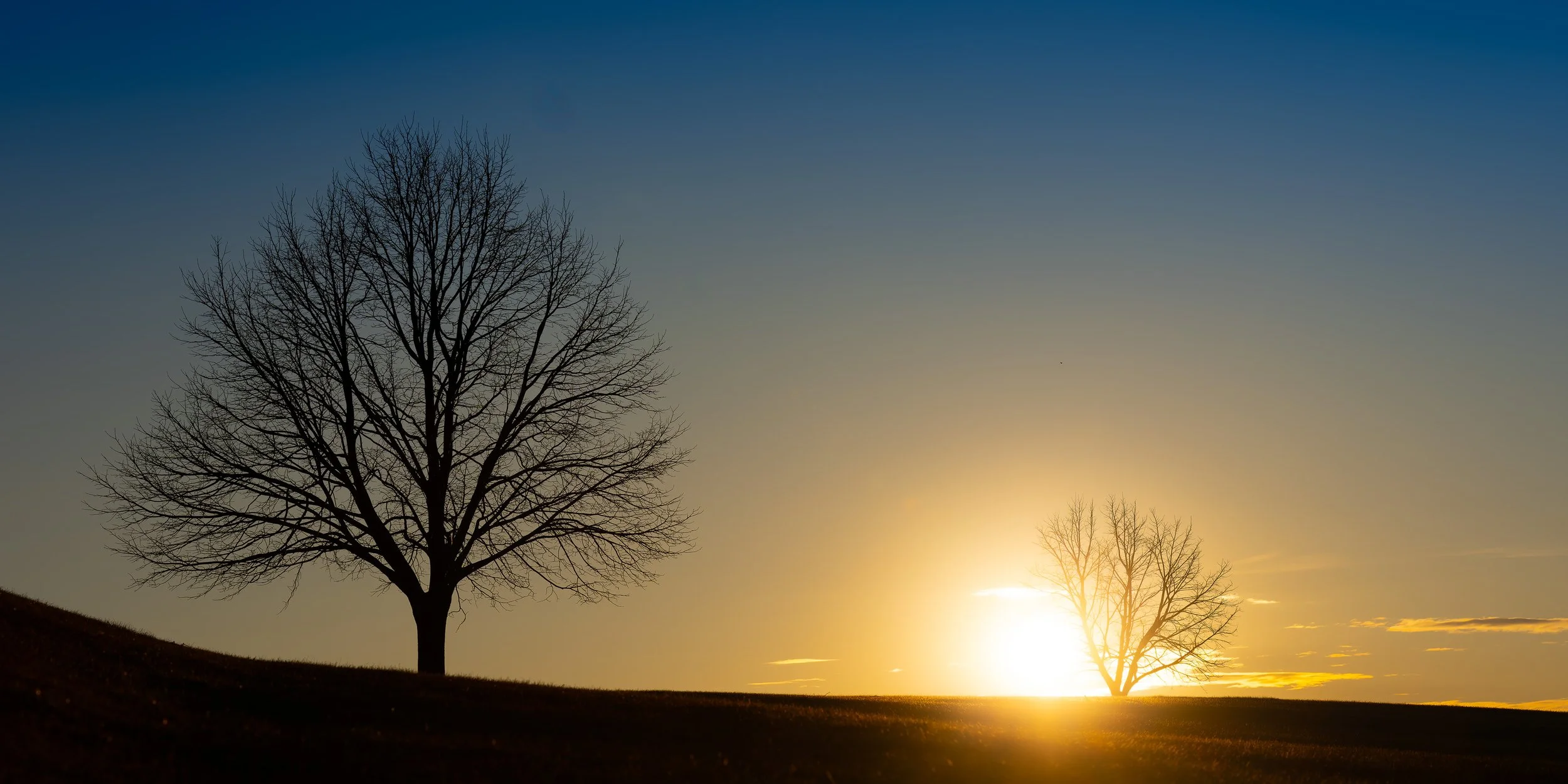Silhouetted leafless trees against a sunset or sunrise sky, with the sun near the horizon casting a warm glow.