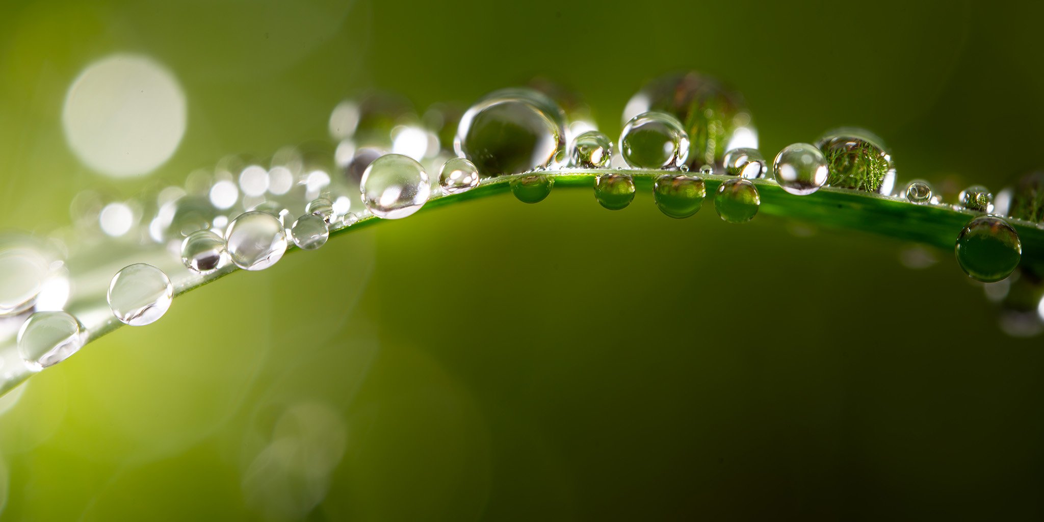 Macro photograph of sparkling dew drops resting on a blade of grass in soft morning light.