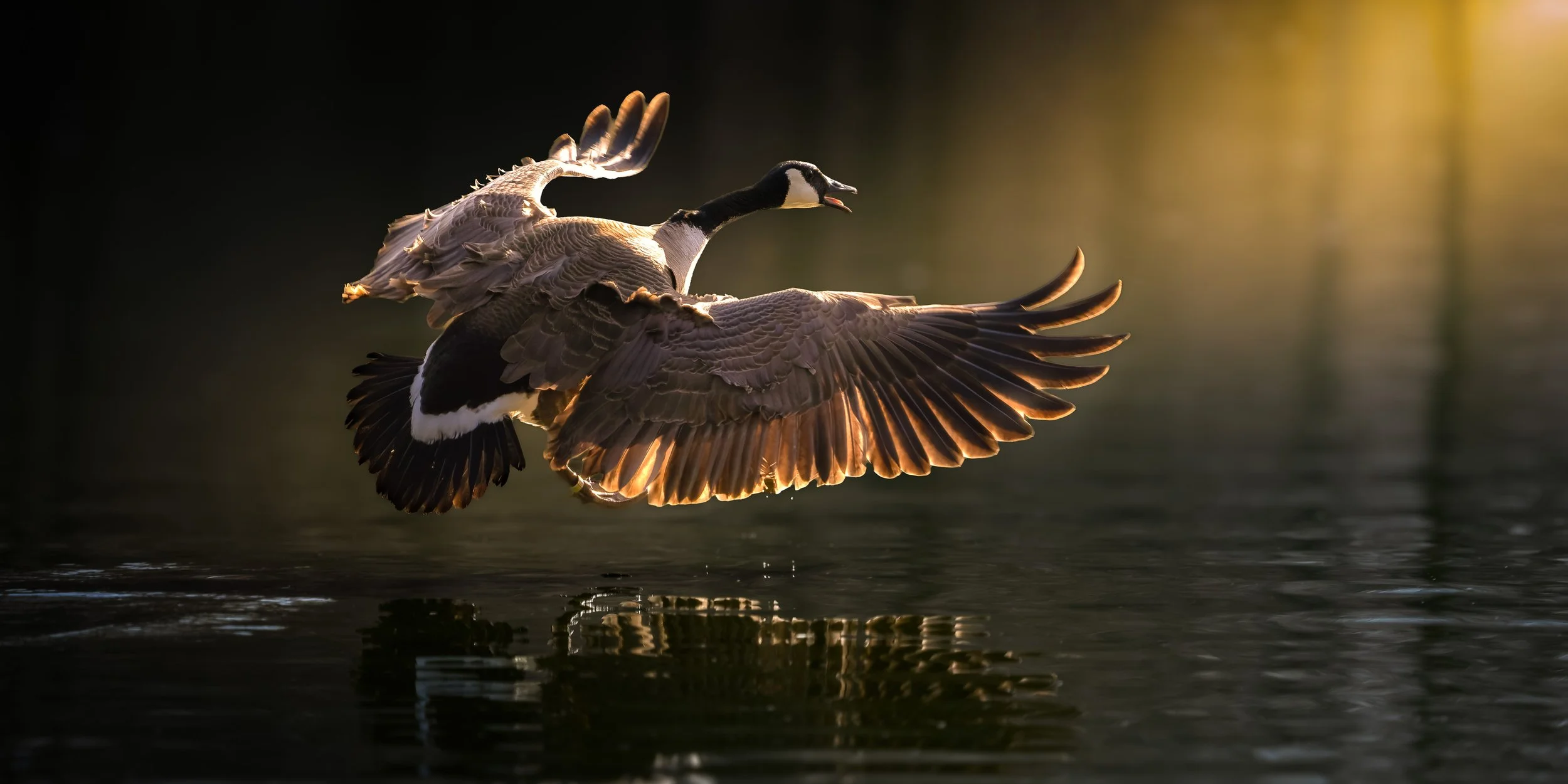 anada goose landing on calm water during golden sunset light in Manitoba