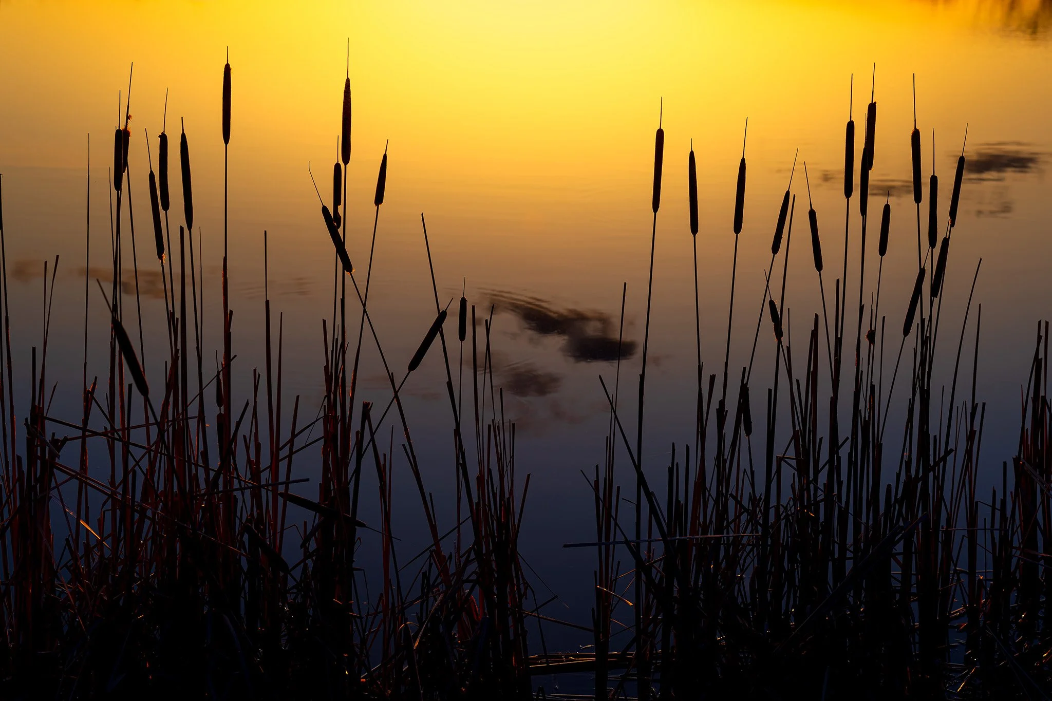 Quiet Reflections