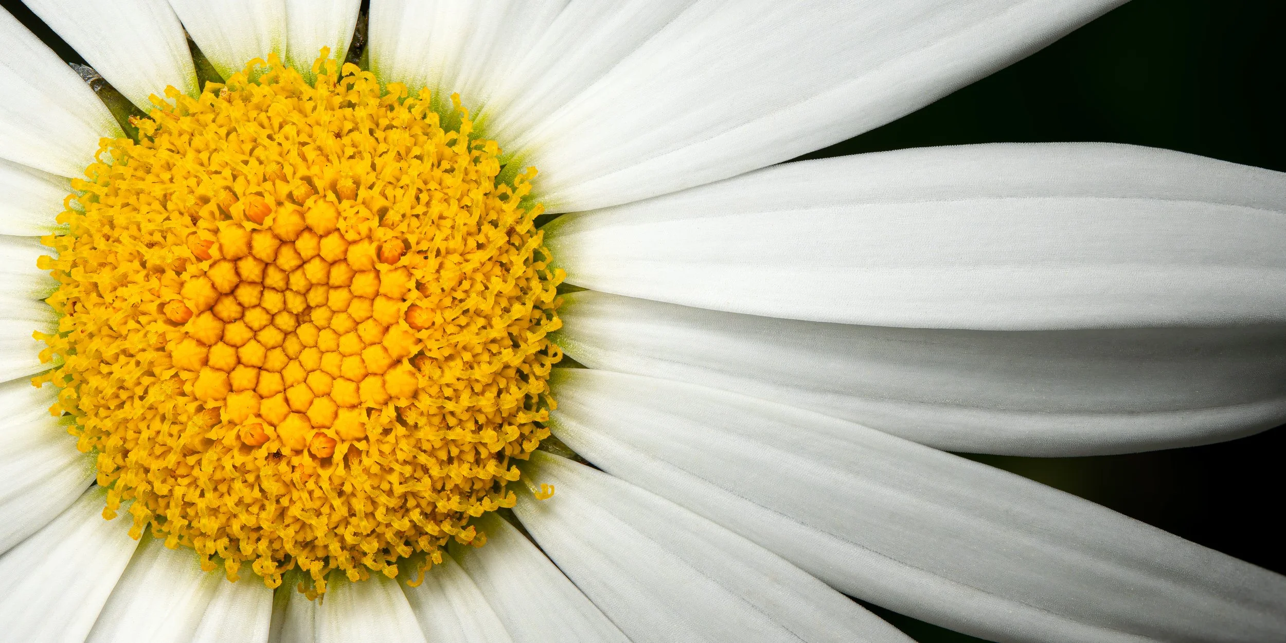 the-art-of-creation-white-daisy-flower-macro-fine-art-photography-steven-paul.jpg