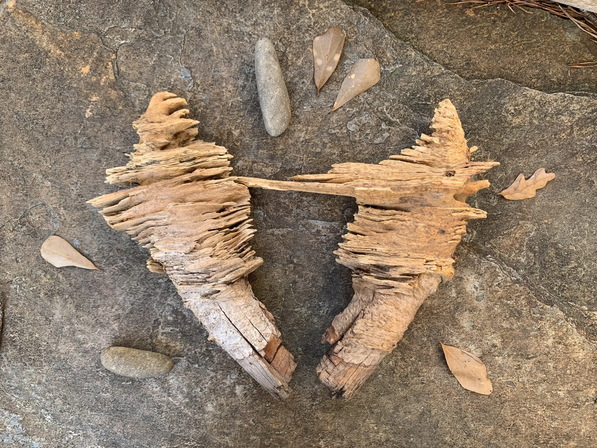 A collection of natural objects on a rocky outdoor surface, including dried leaves, two large pieces of driftwood, and small stones.