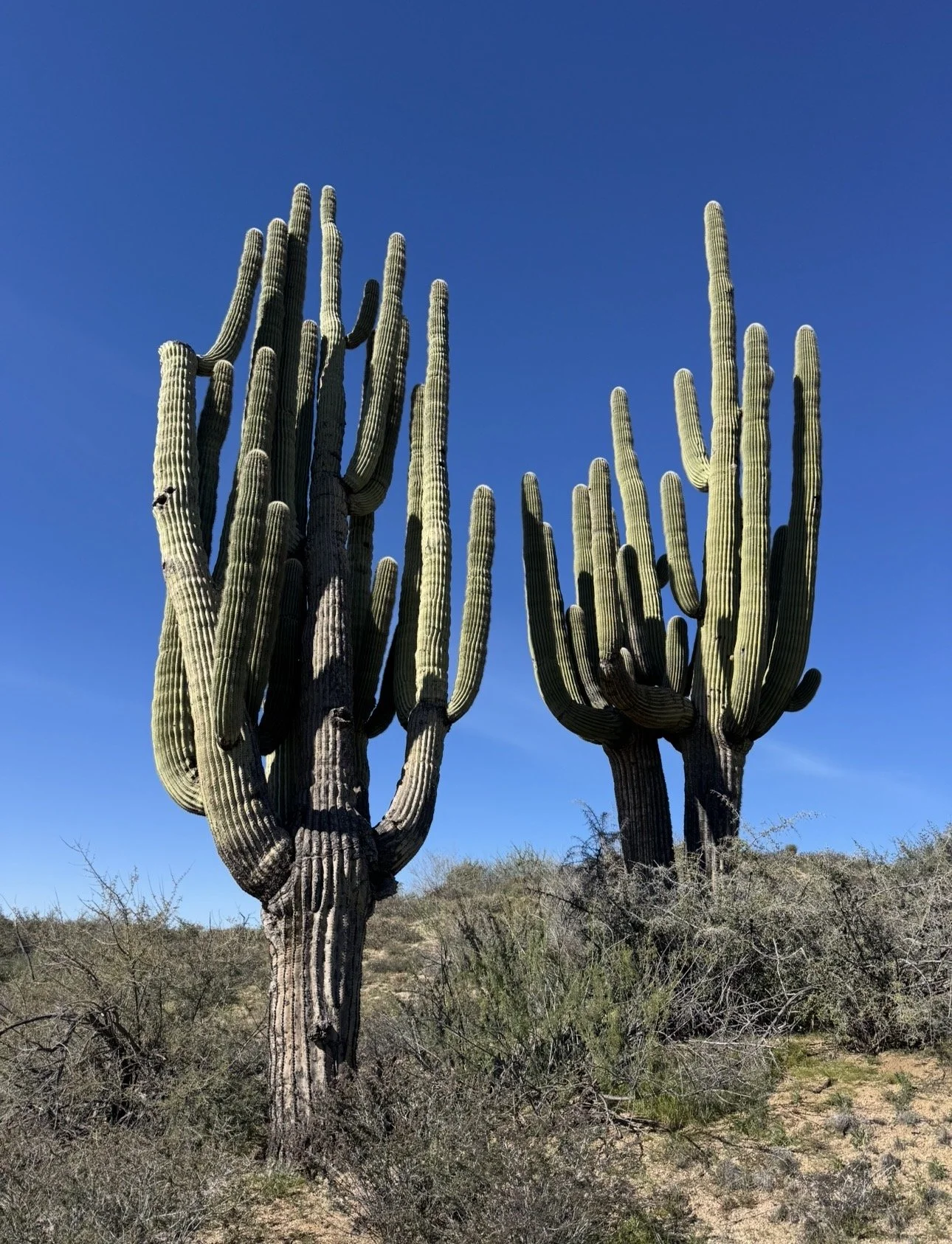 Two large saguaro cacti stand in a desert landscape under a clear blue sky, with dry bushes and grass surrounding their bases.