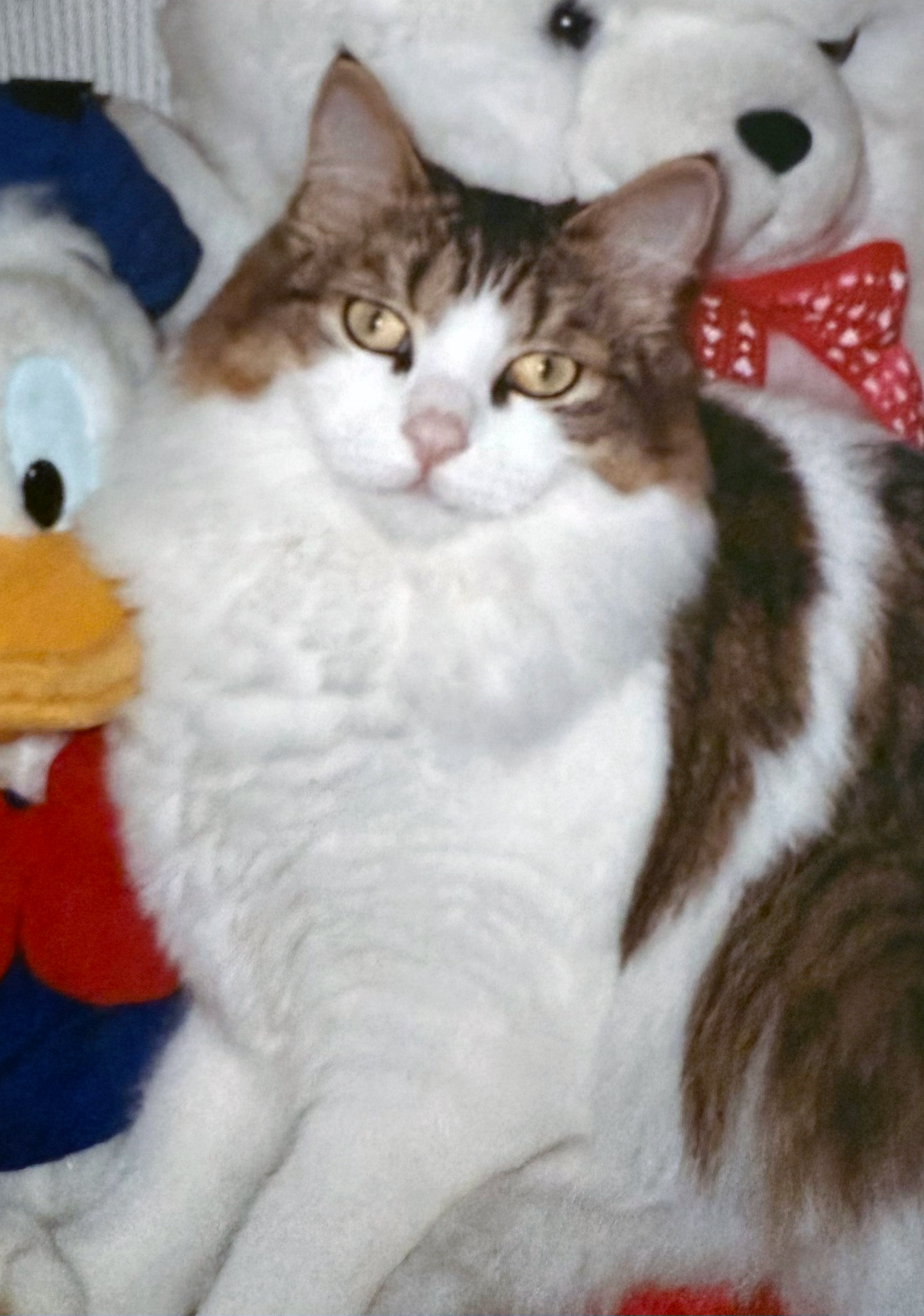 Tyson photo close up with the teddys.png