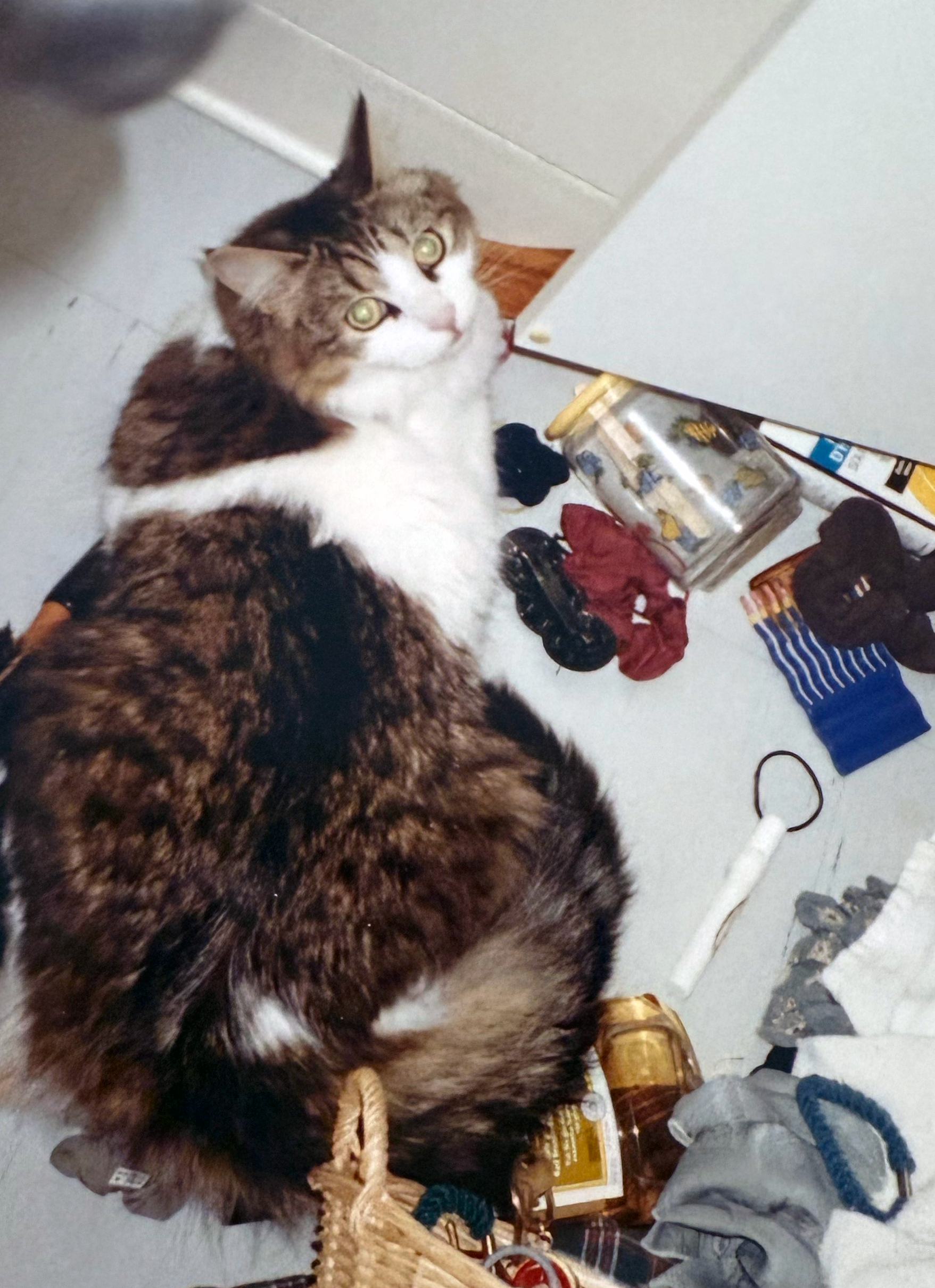 Tyson photo he empties the cabinet.png