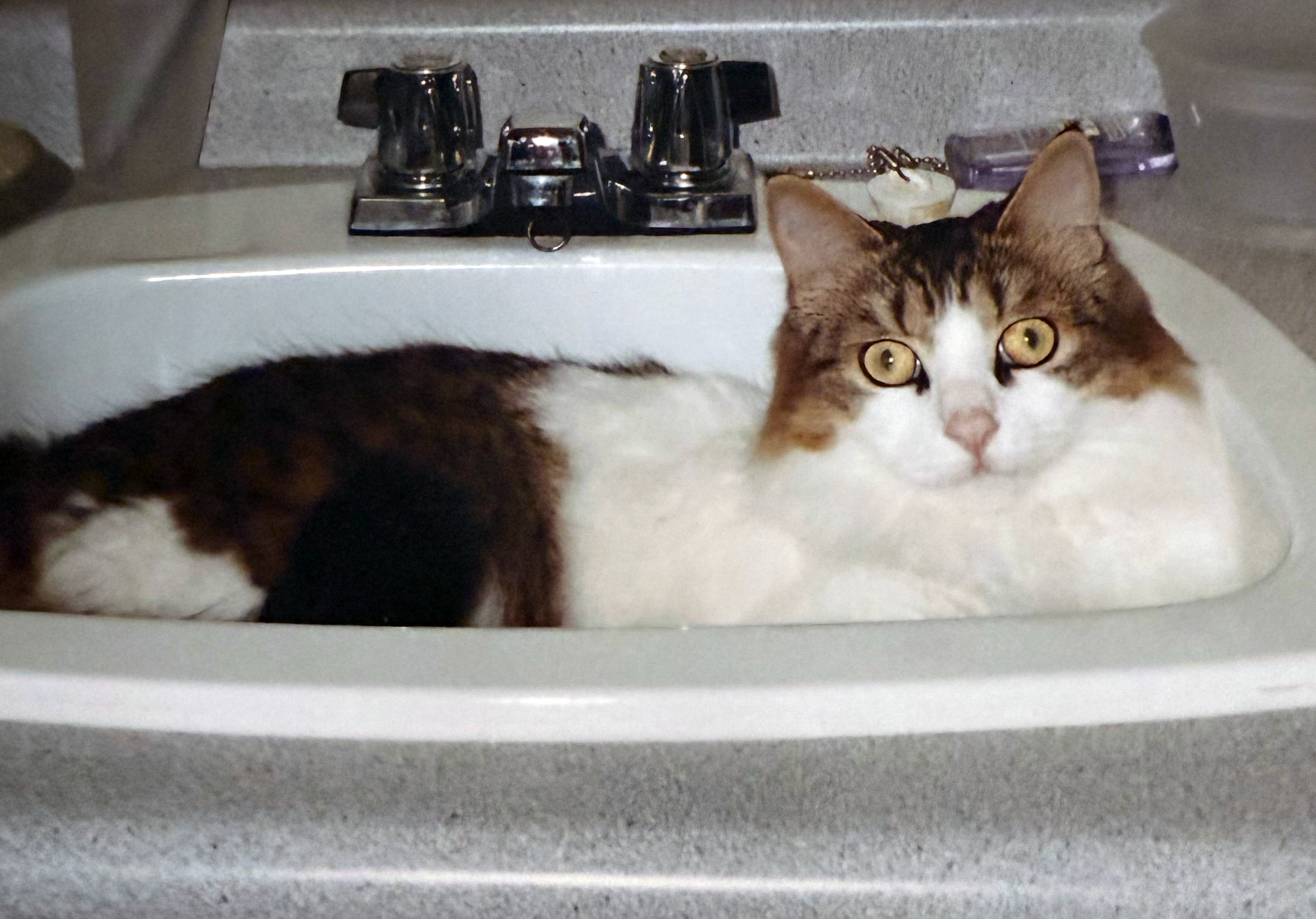 Tyson photo in the sink.png