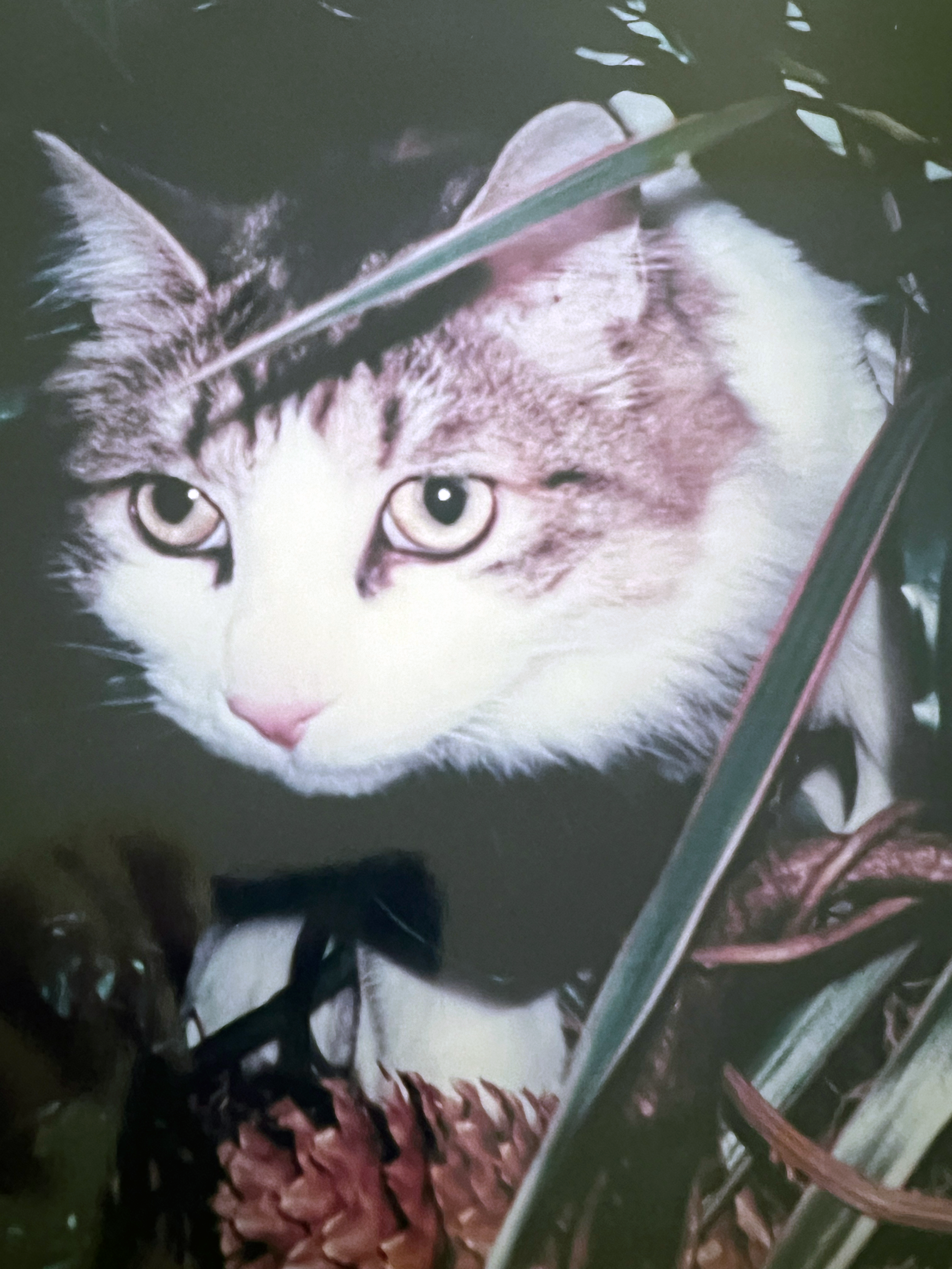 Tyson Photo in the plant pot.png