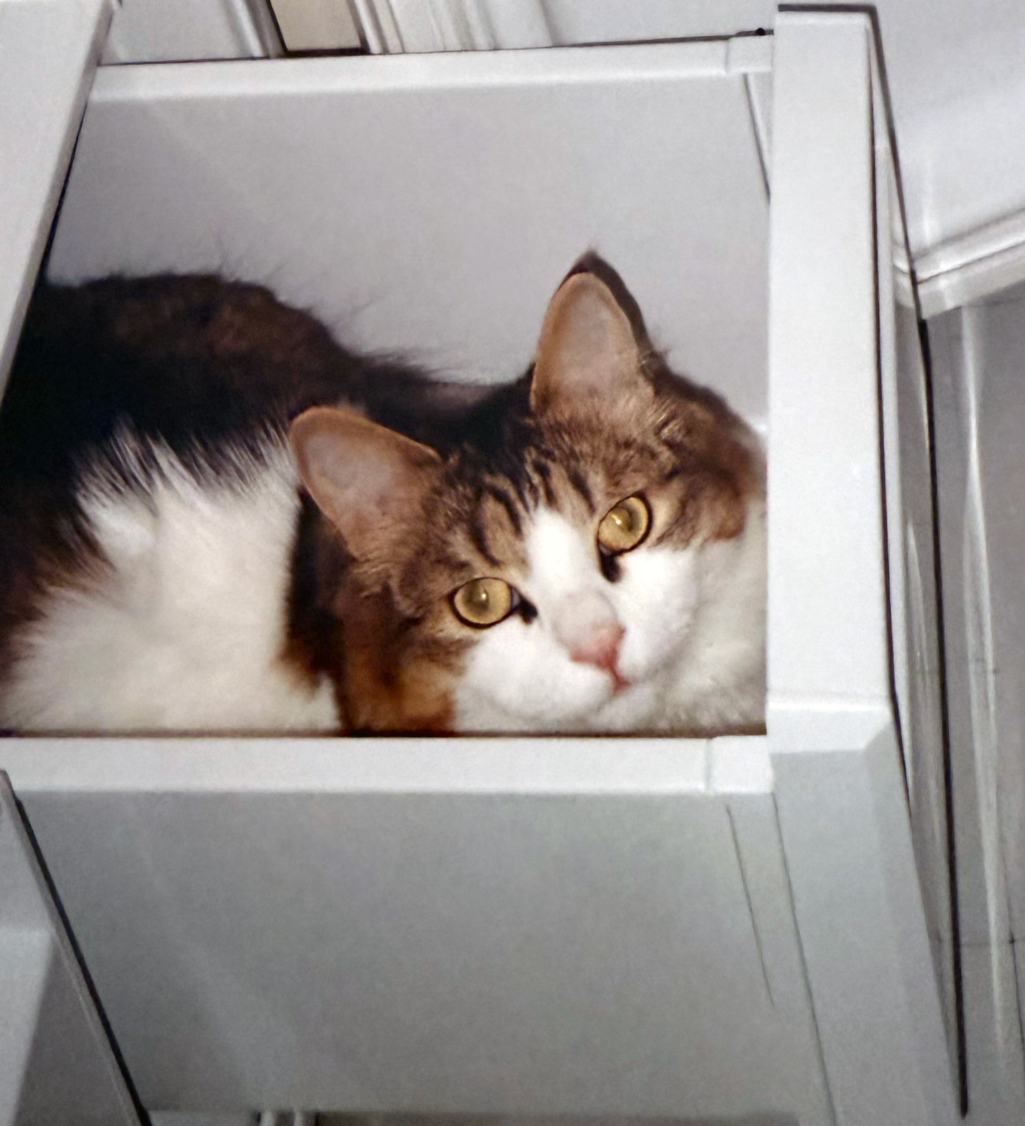 Tyson Photo inside fridge drawer.png