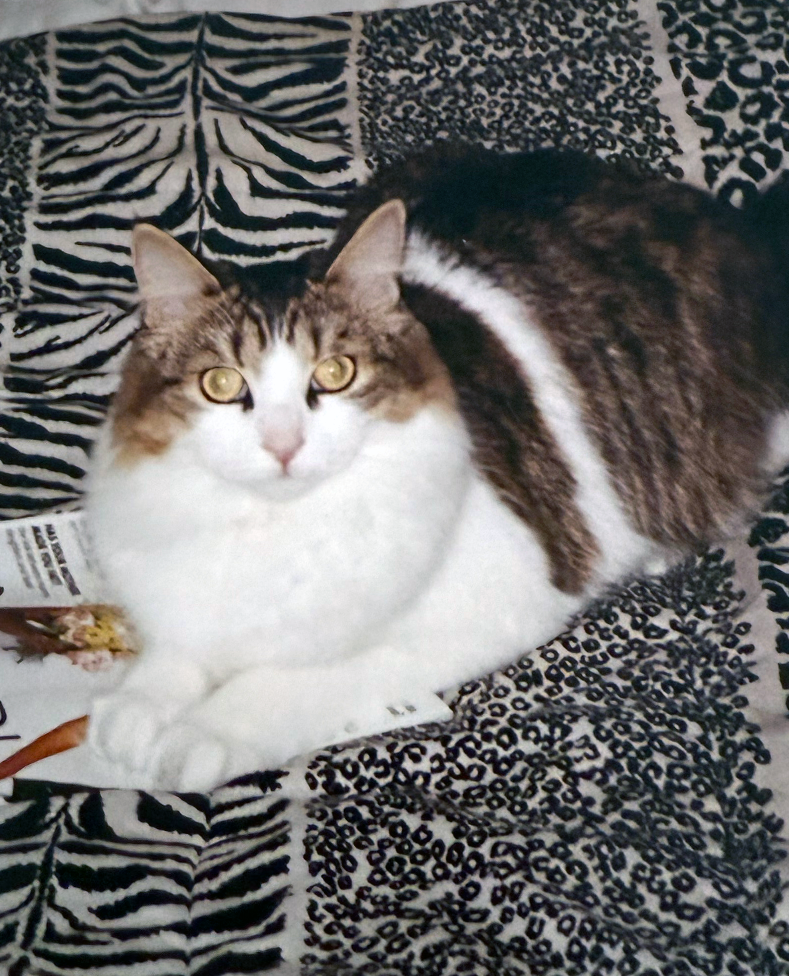 Tyson Photo on the bed and magazine.png