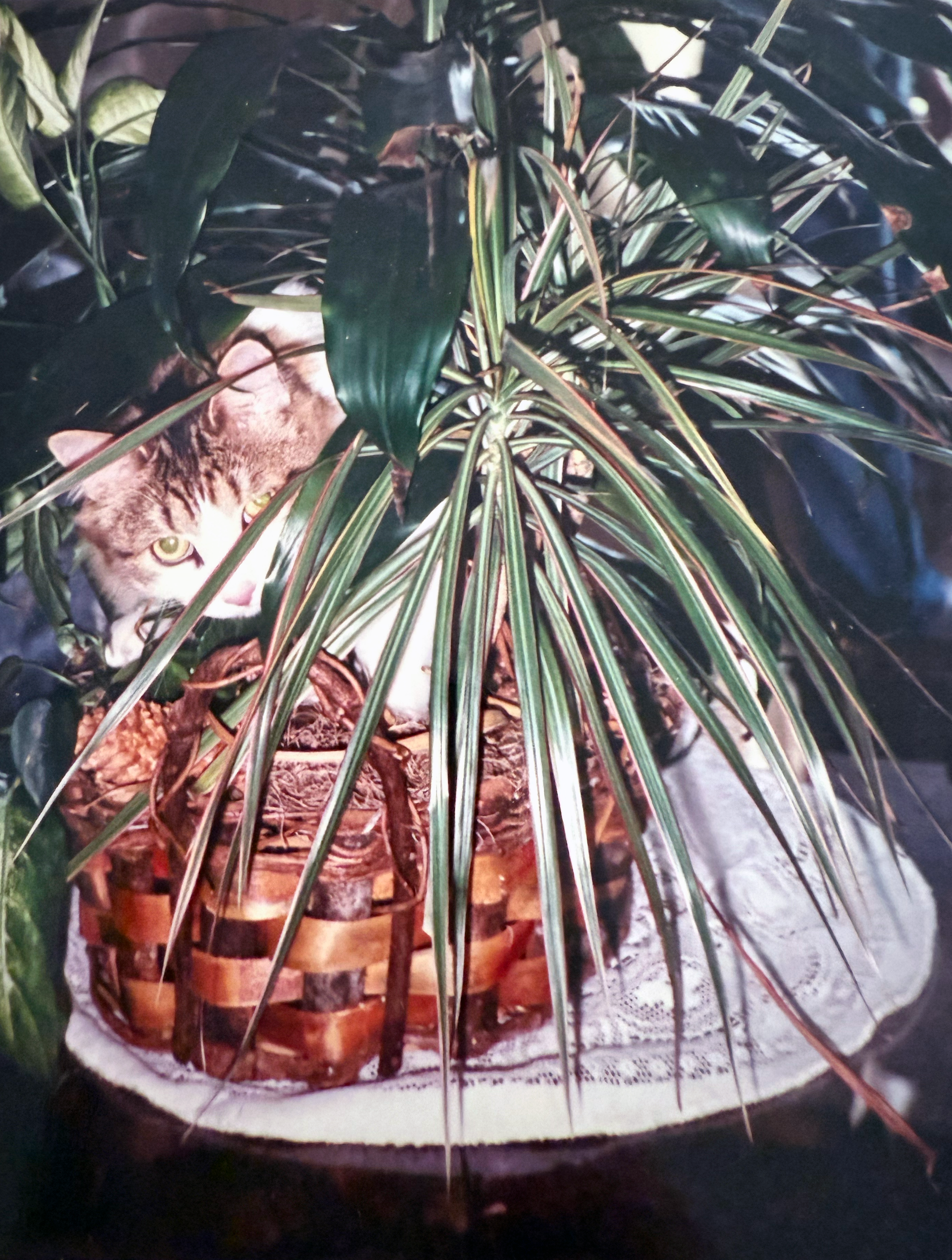 Tyson Photo inside the plant pot.png