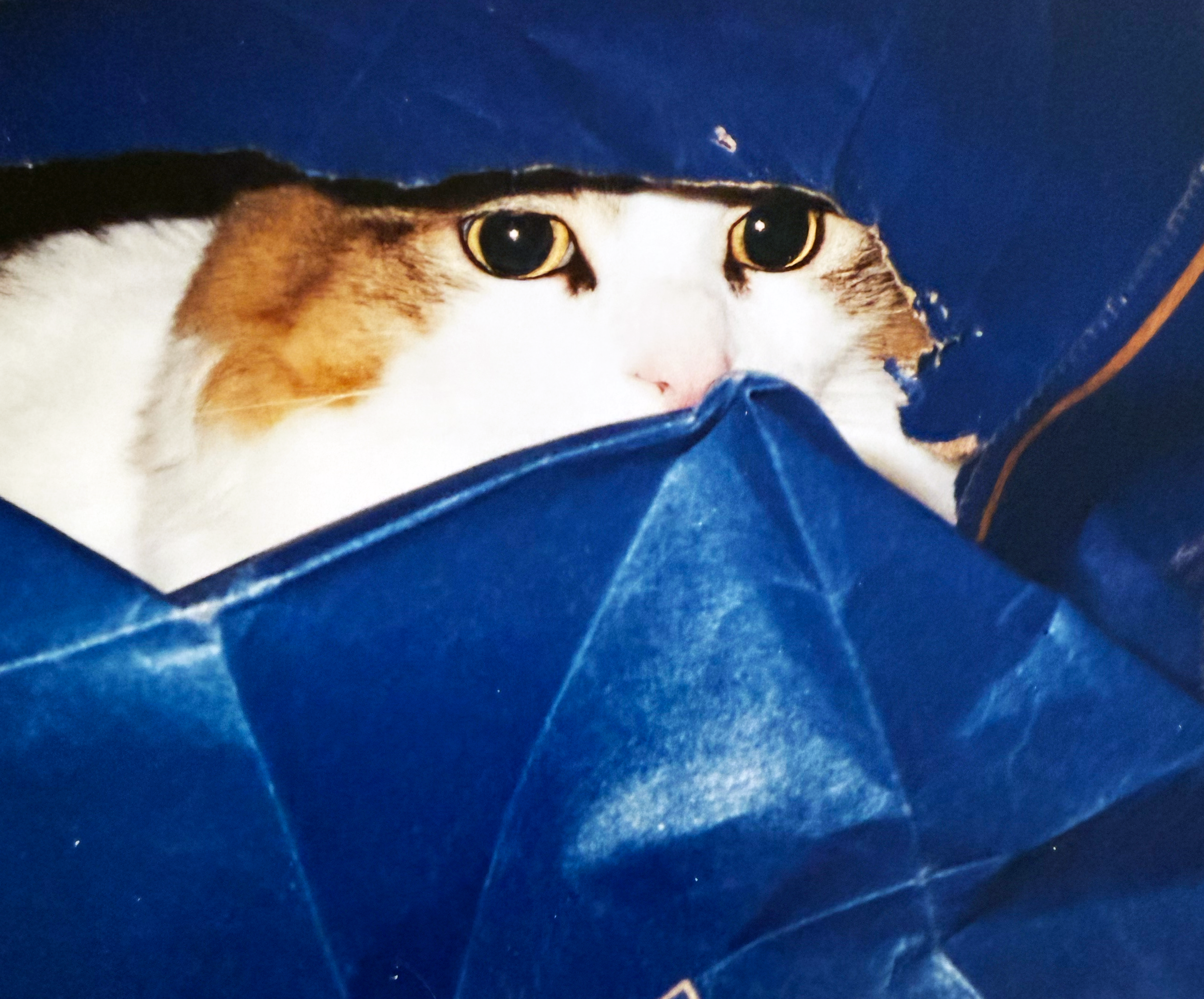 Tyson Photo playing inside paper bag.png