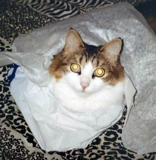 Tyson Photo tearing paper.png