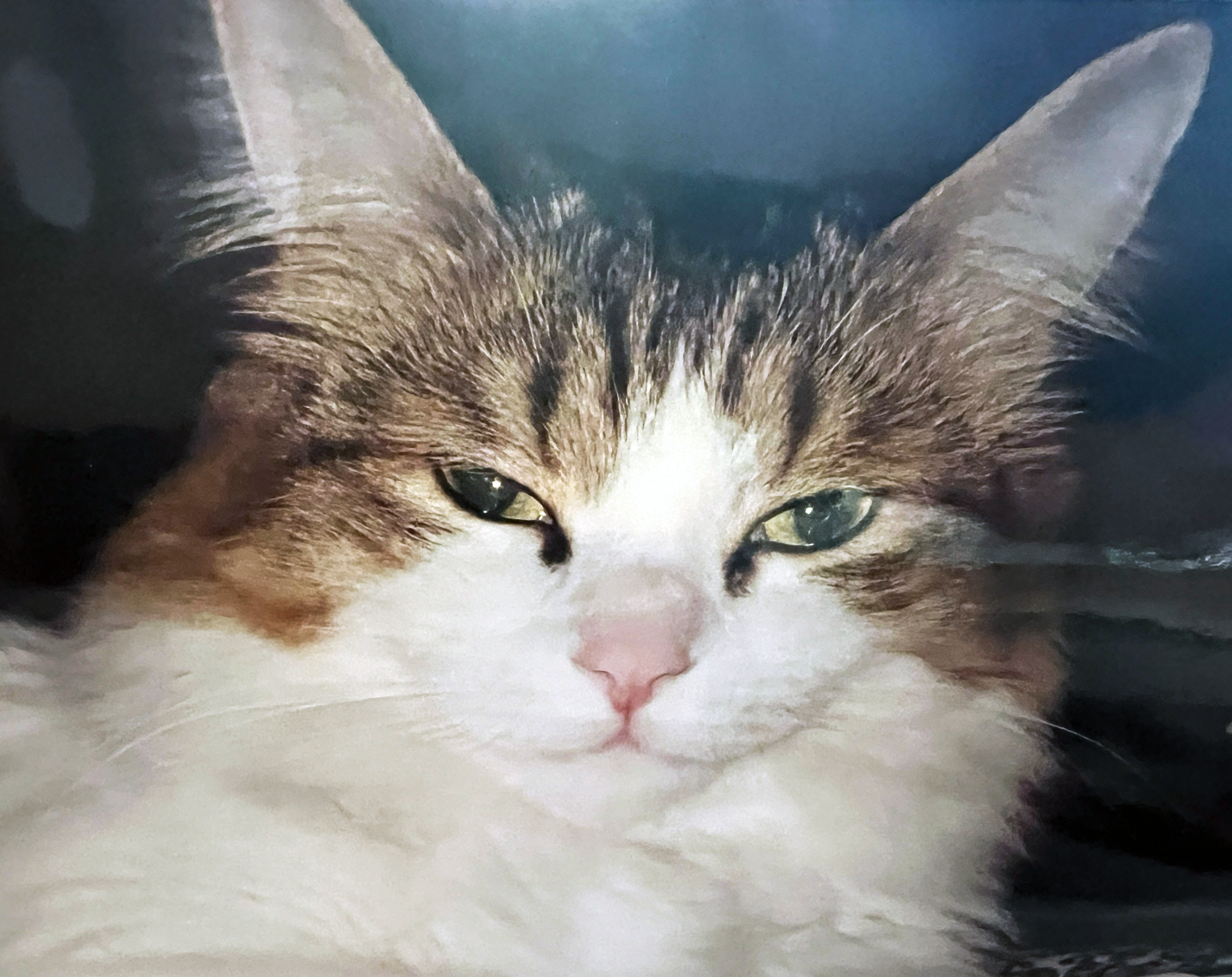Tyson Photo Smirk.png