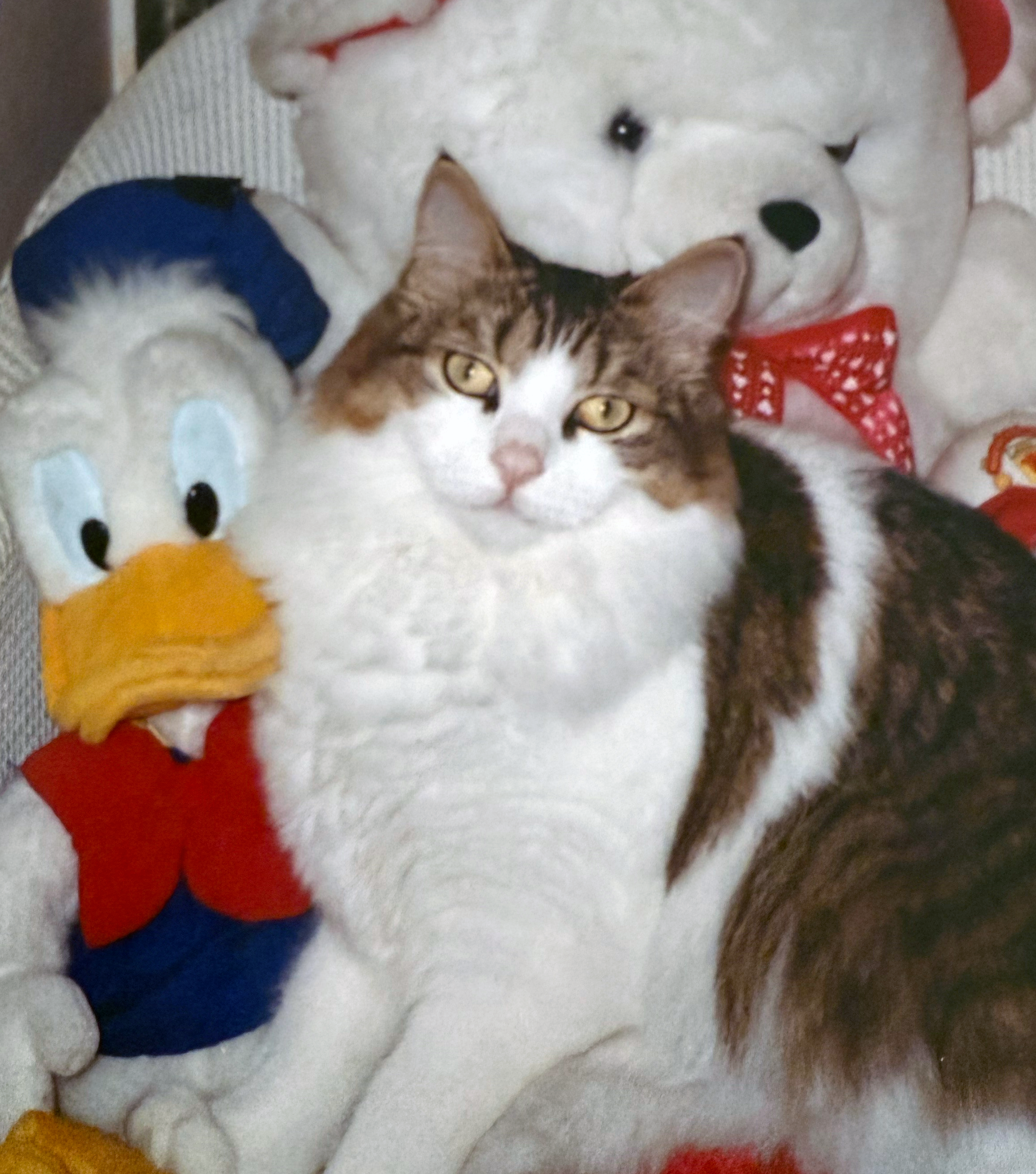 Tyson photo w teddys.png