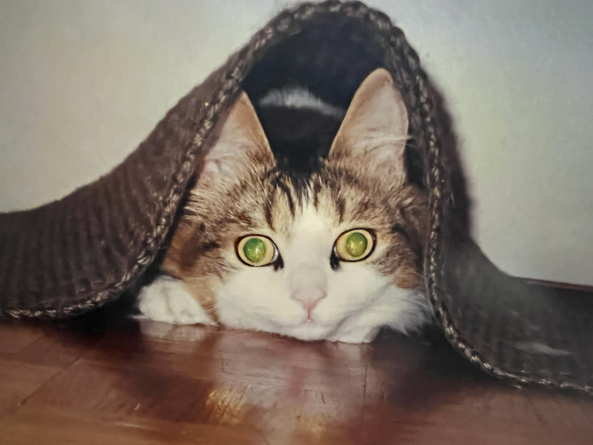 Tyson-photo-under-rug.png