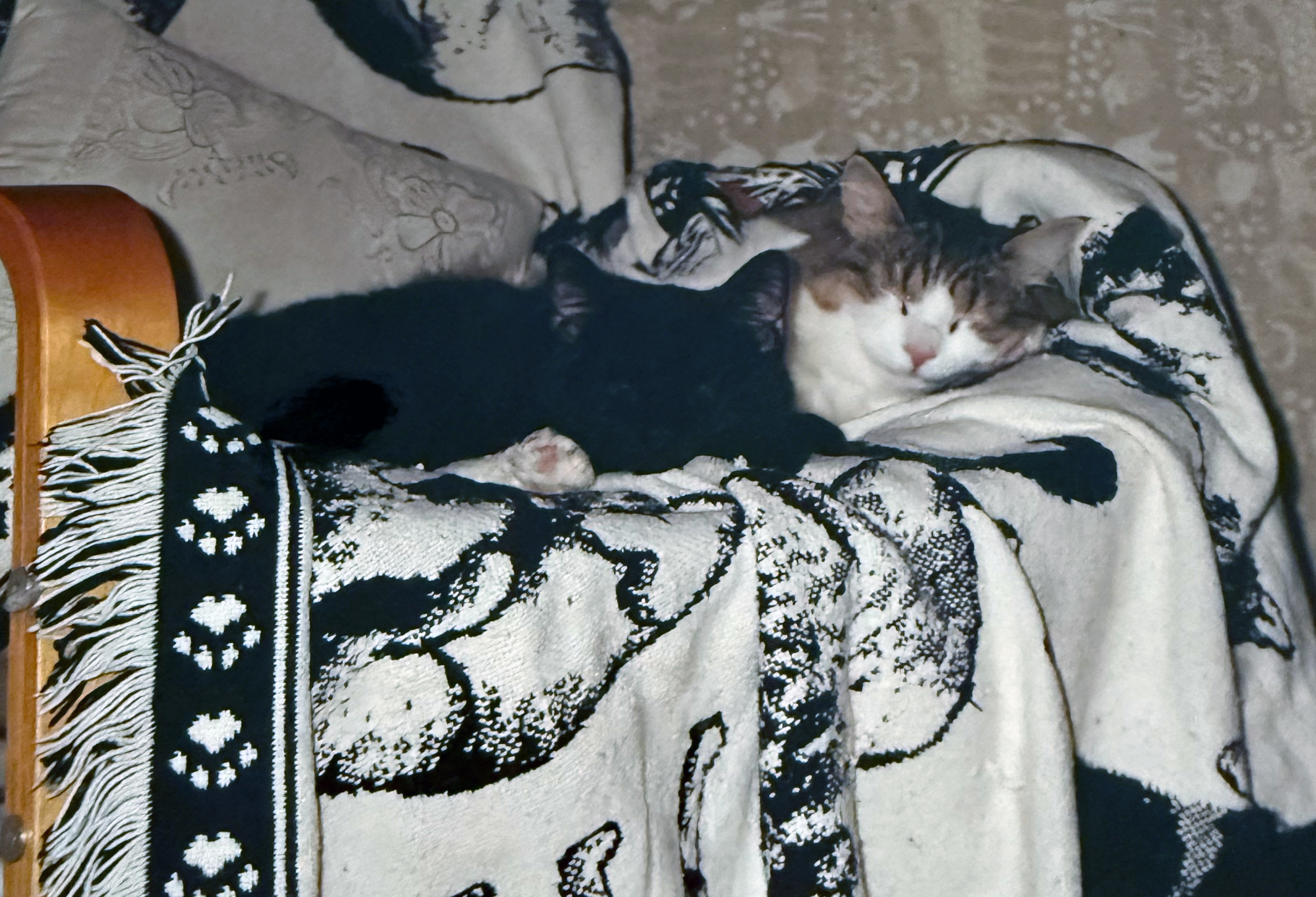 Tyson photo with his new friend.png