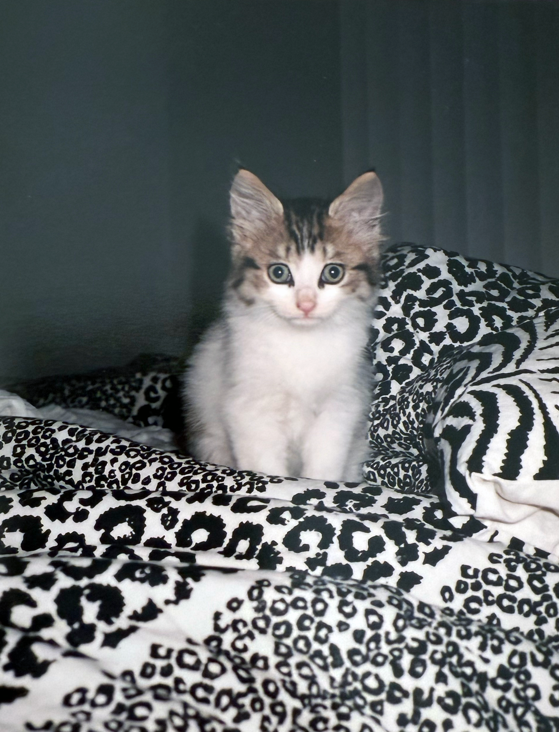 How I Met Tyson: The Cat Who Changed My Life