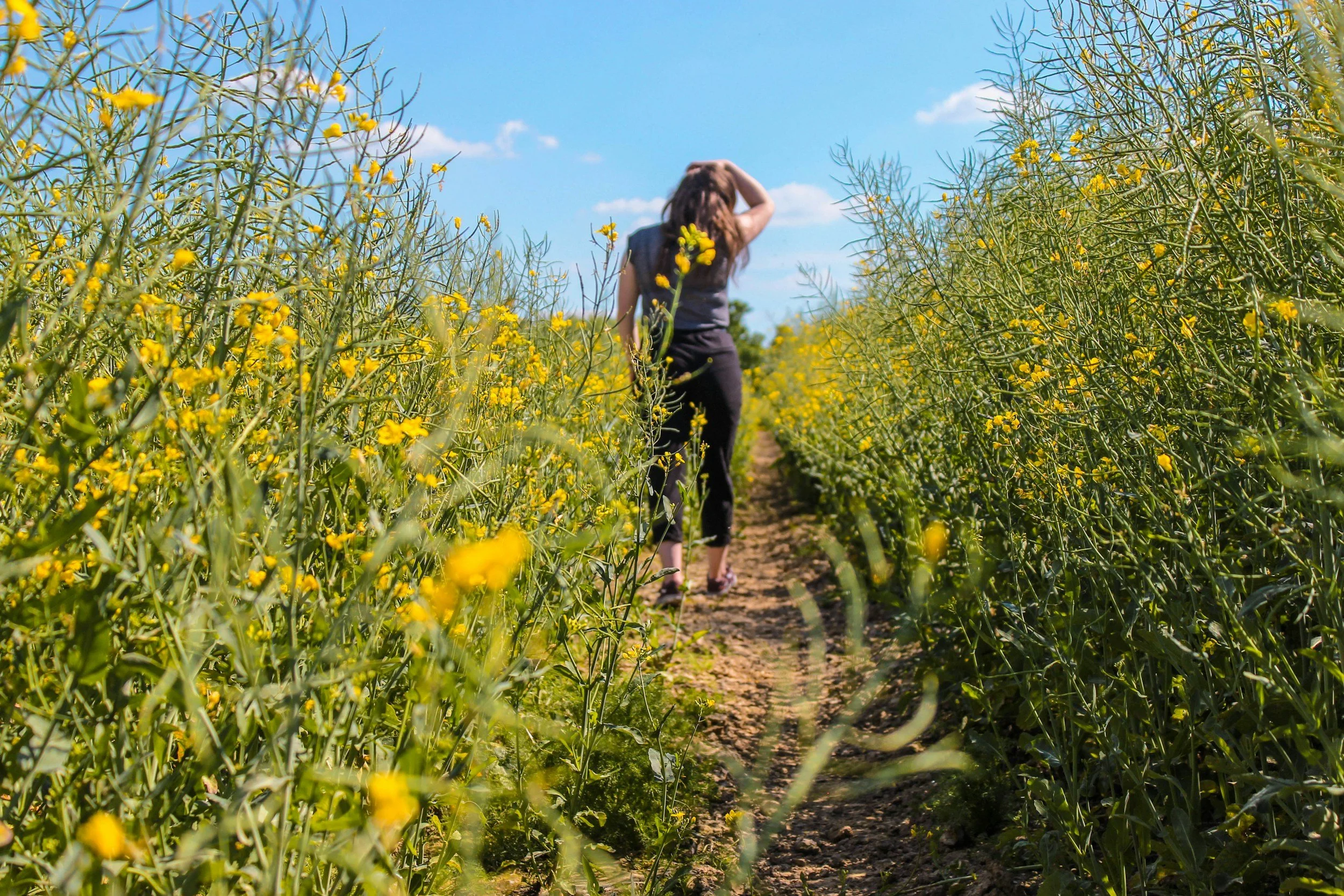 A person walking along a path in a field of yellow flowering plants on a sunny day with a blue sky and few clouds.