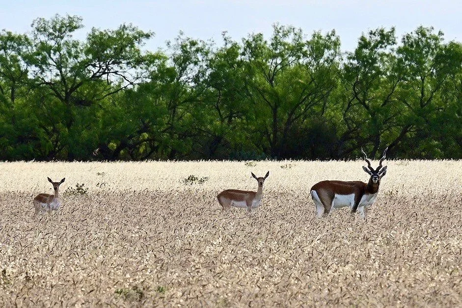 b+cdeer.jpg