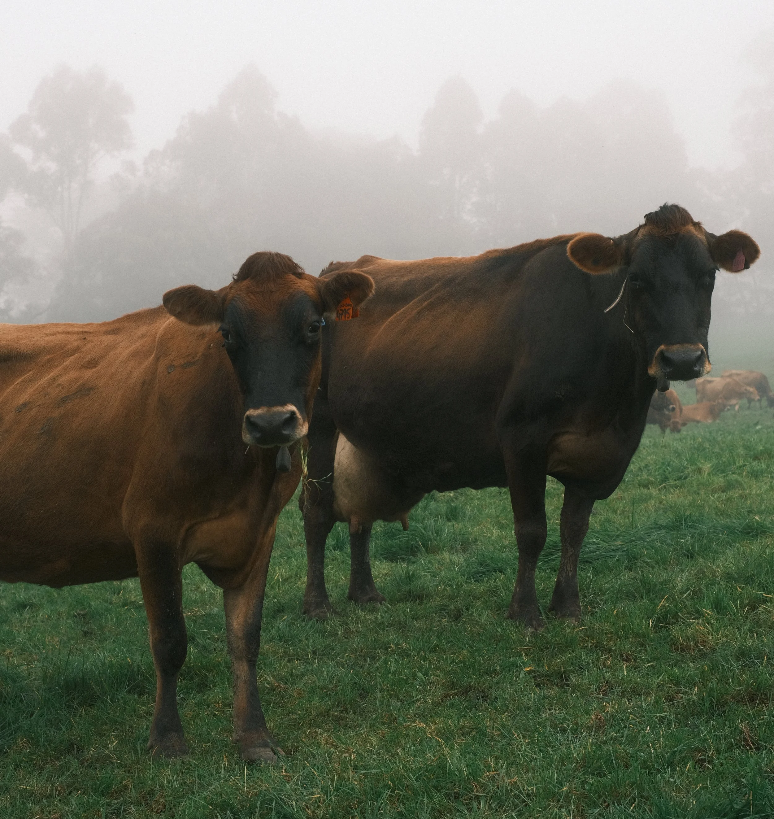 Three brown cows standing on green grass in a foggy field with trees in the background.