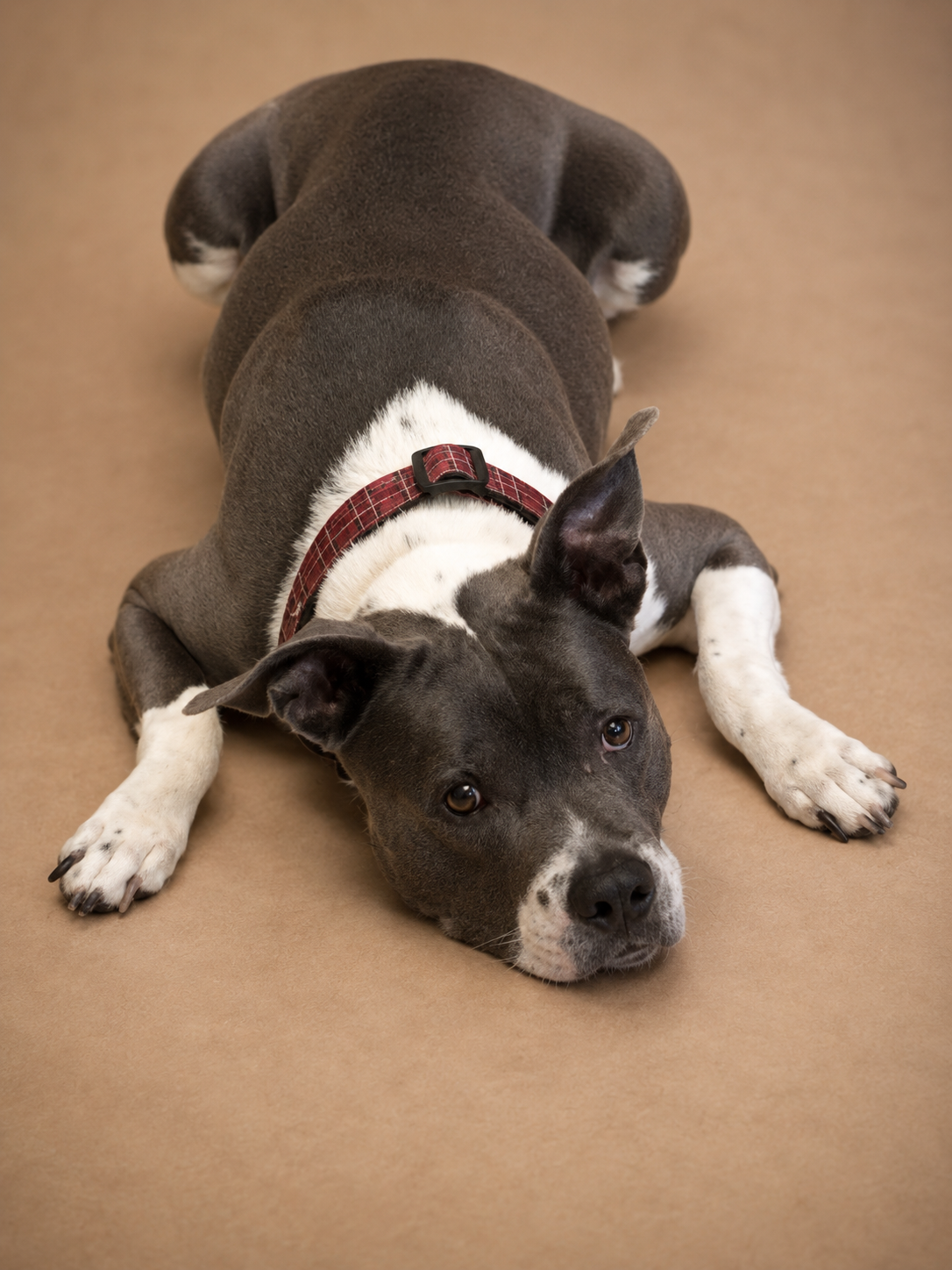 A black and white dog lying on a tan floor, looking at the camera, wearing a red plaid collar.