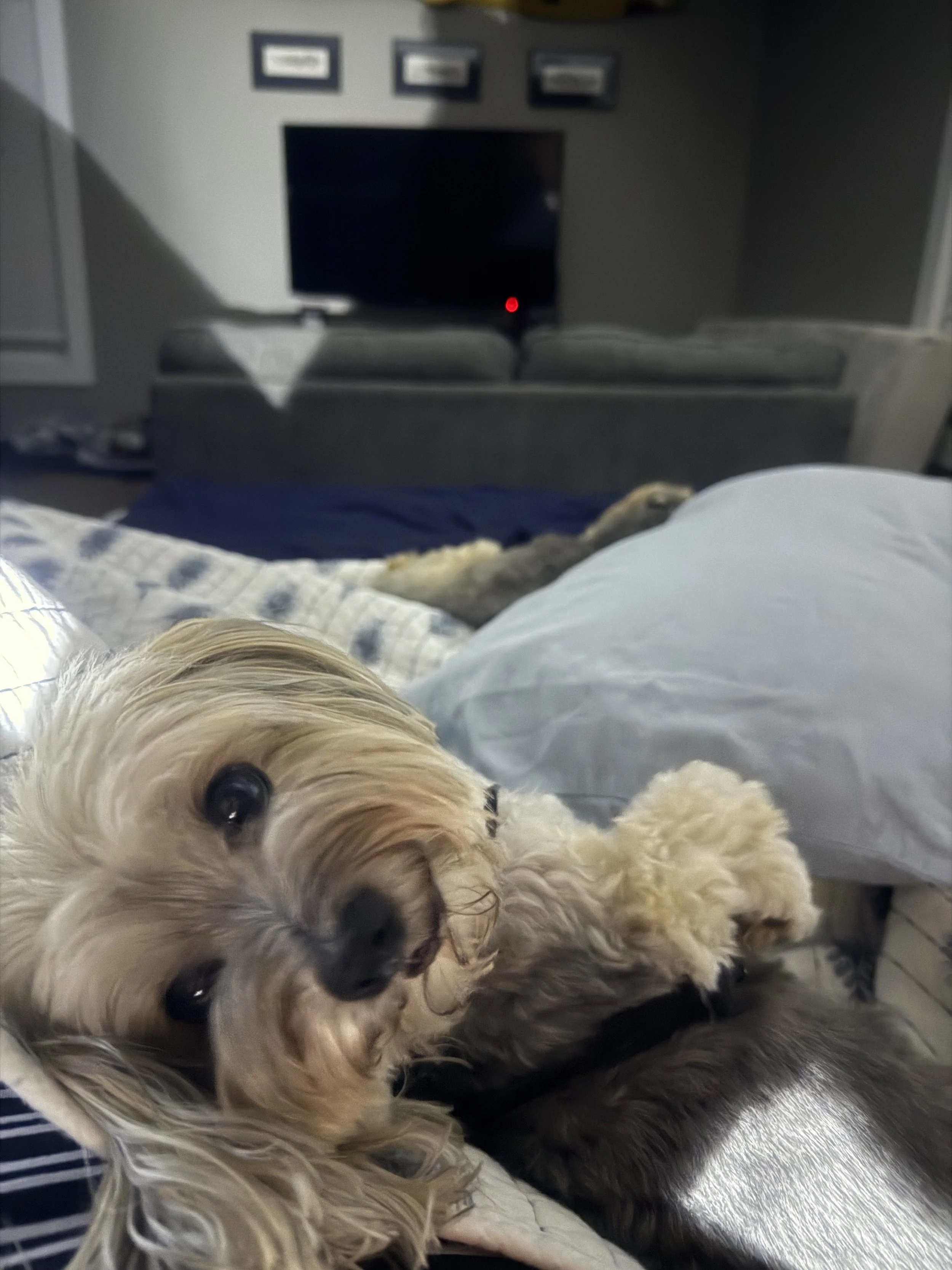 24-Hour Premium Pet Sitting for 1-2 Pets