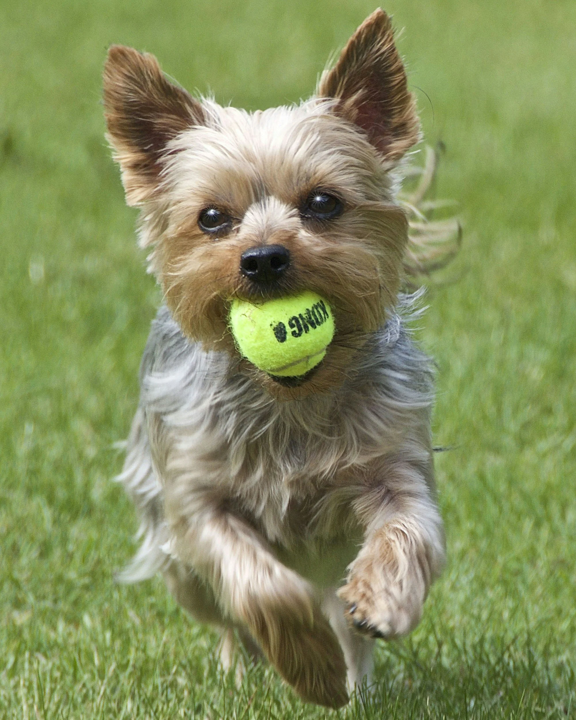 A small dog running on grass with a tennis ball in its mouth.